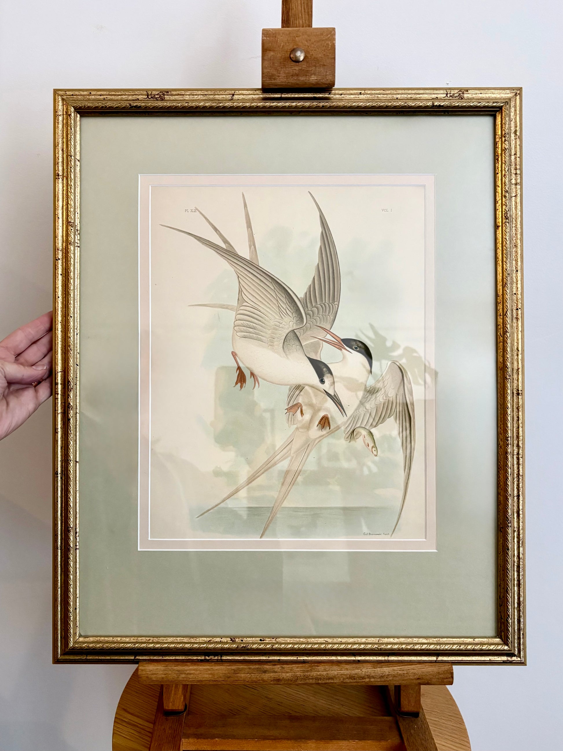 1891 Antique lithographic print, Gracius Broinowski, seabird, Australian birds, framed art