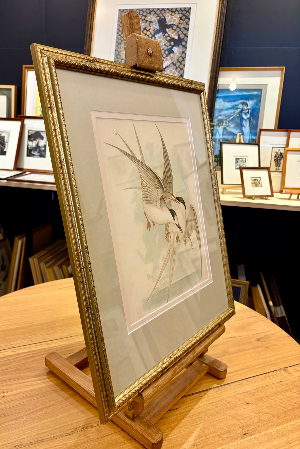 1891 Antique lithographic print, Gracius Broinowski, seabird, Australian birds, framed art