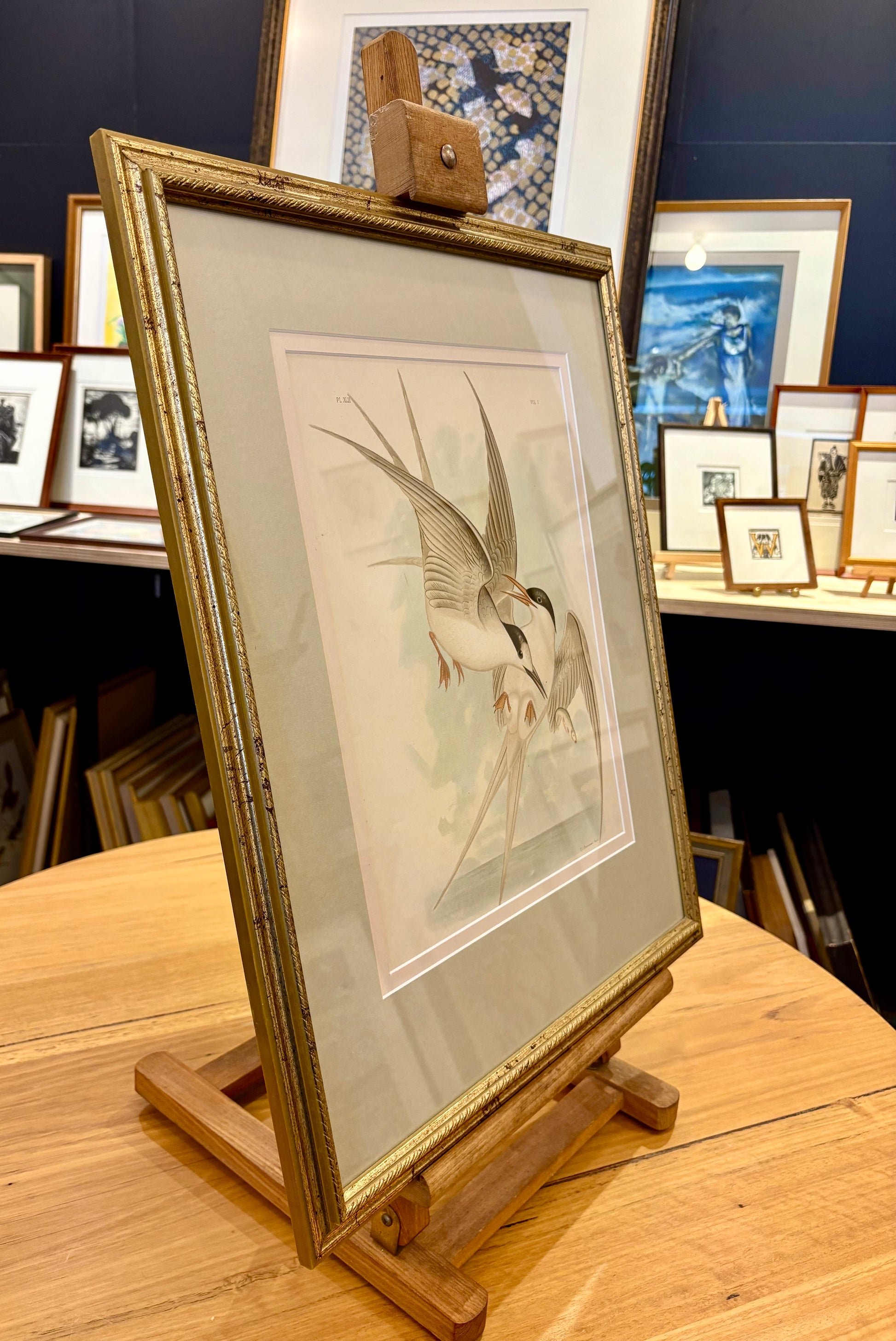 1891 Antique lithographic print, Gracius Broinowski, seabird, Australian birds, framed art