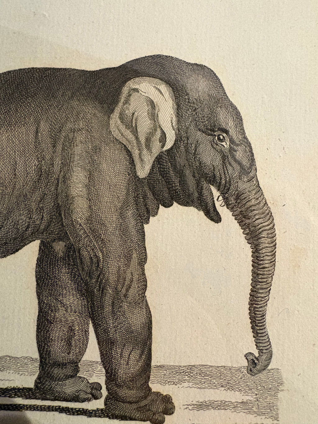 1793 Antique elephant engravings, J Webber, pair, framed vintage art