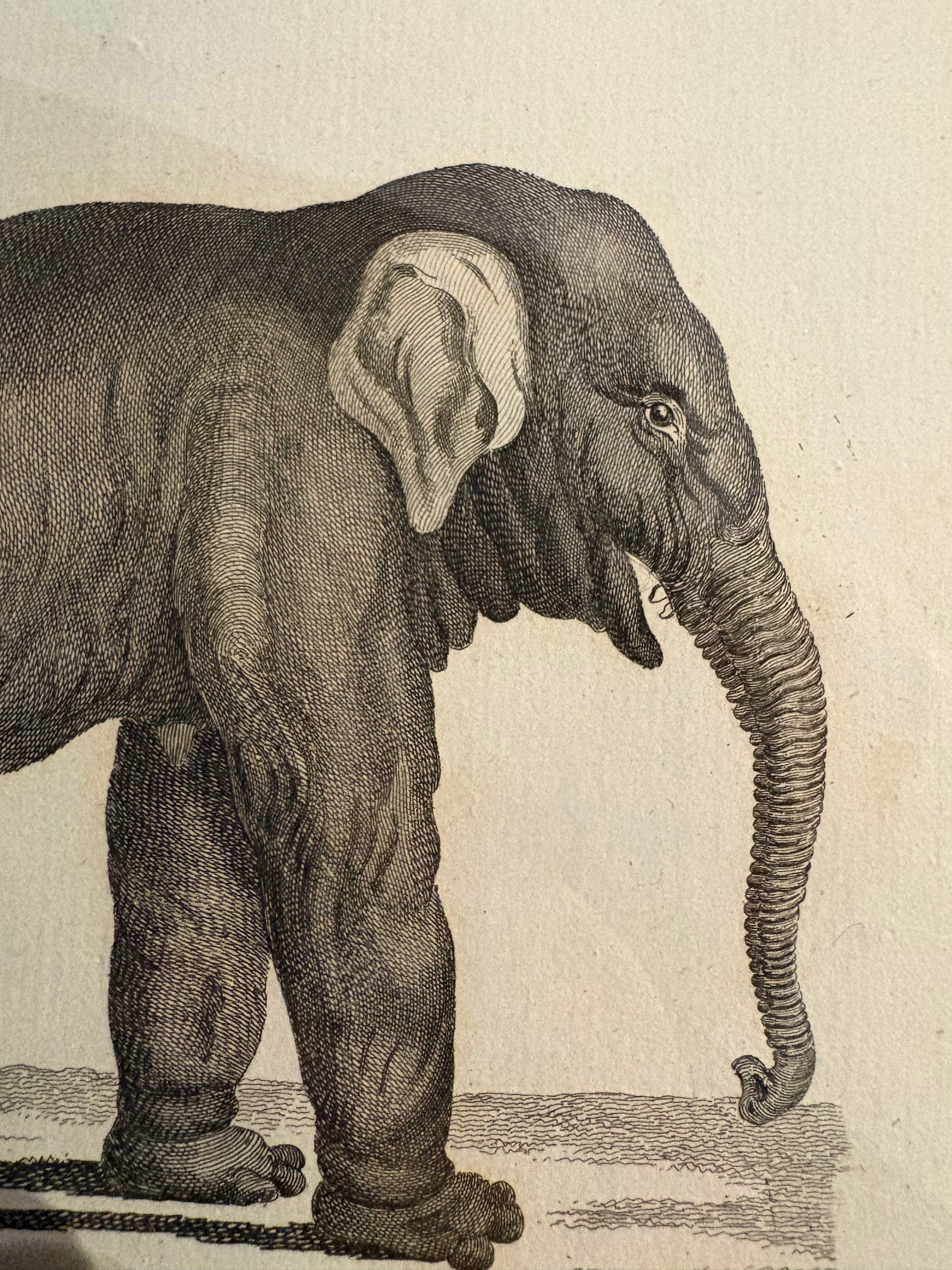 1793 Antique elephant engravings, J Webber, pair, framed vintage art