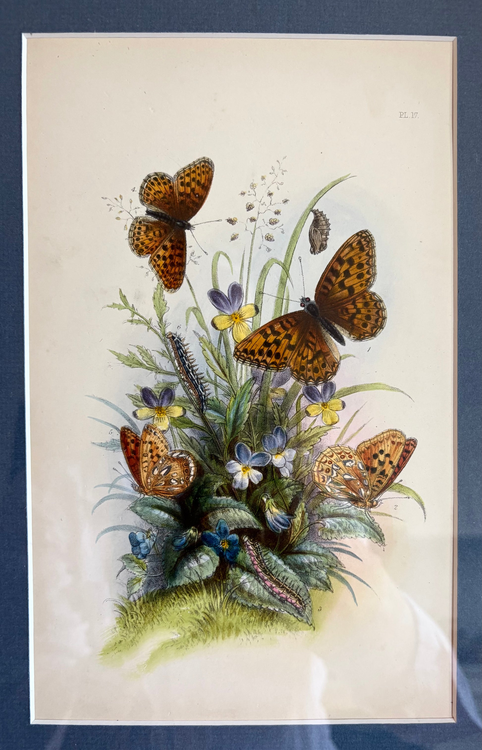 1840s Genuine antique butterfly lithograph with hand colouring, flowers, vintage framed art