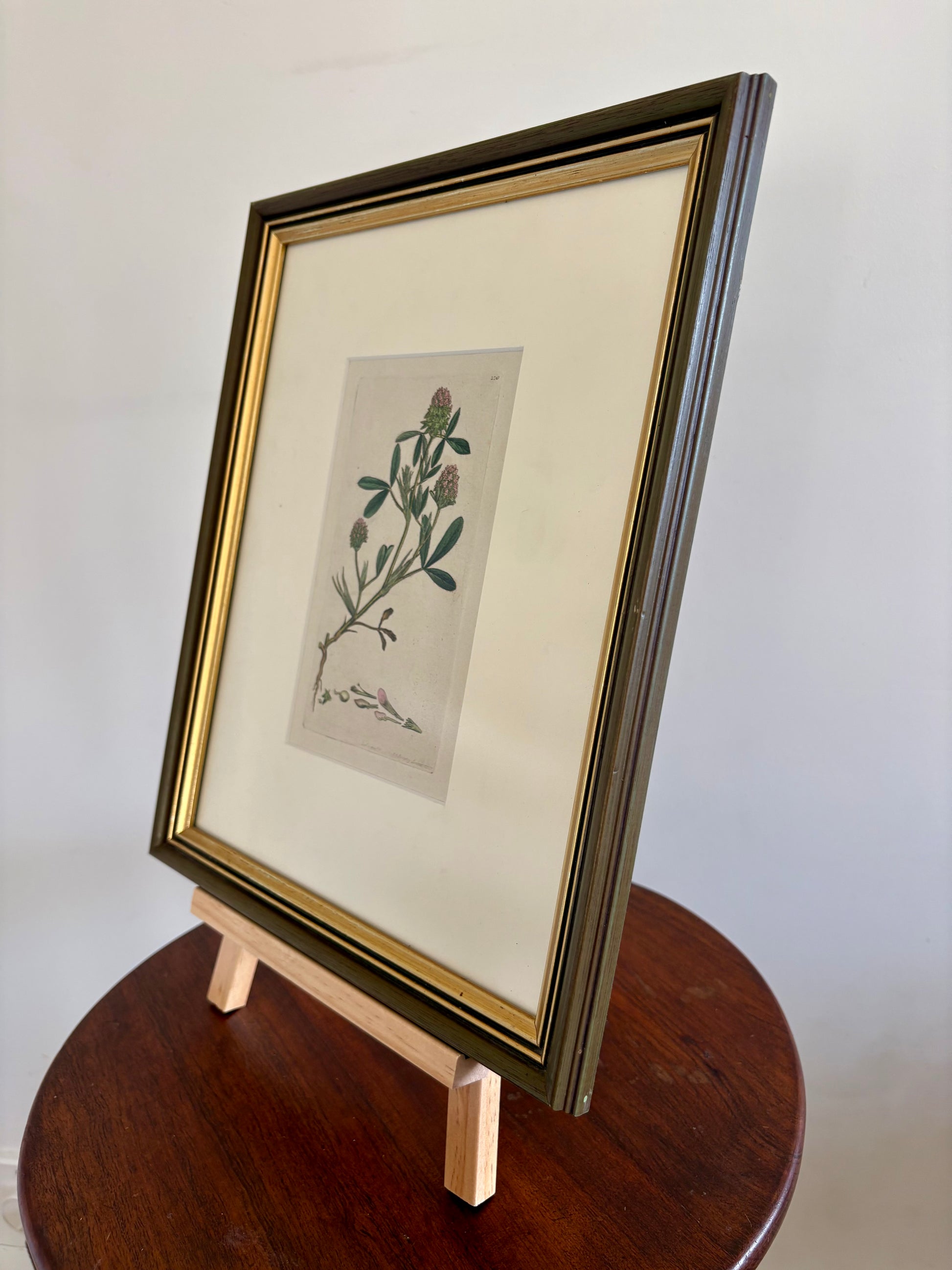 1795 antique botanical art engraving, hand painted, framed art, flower