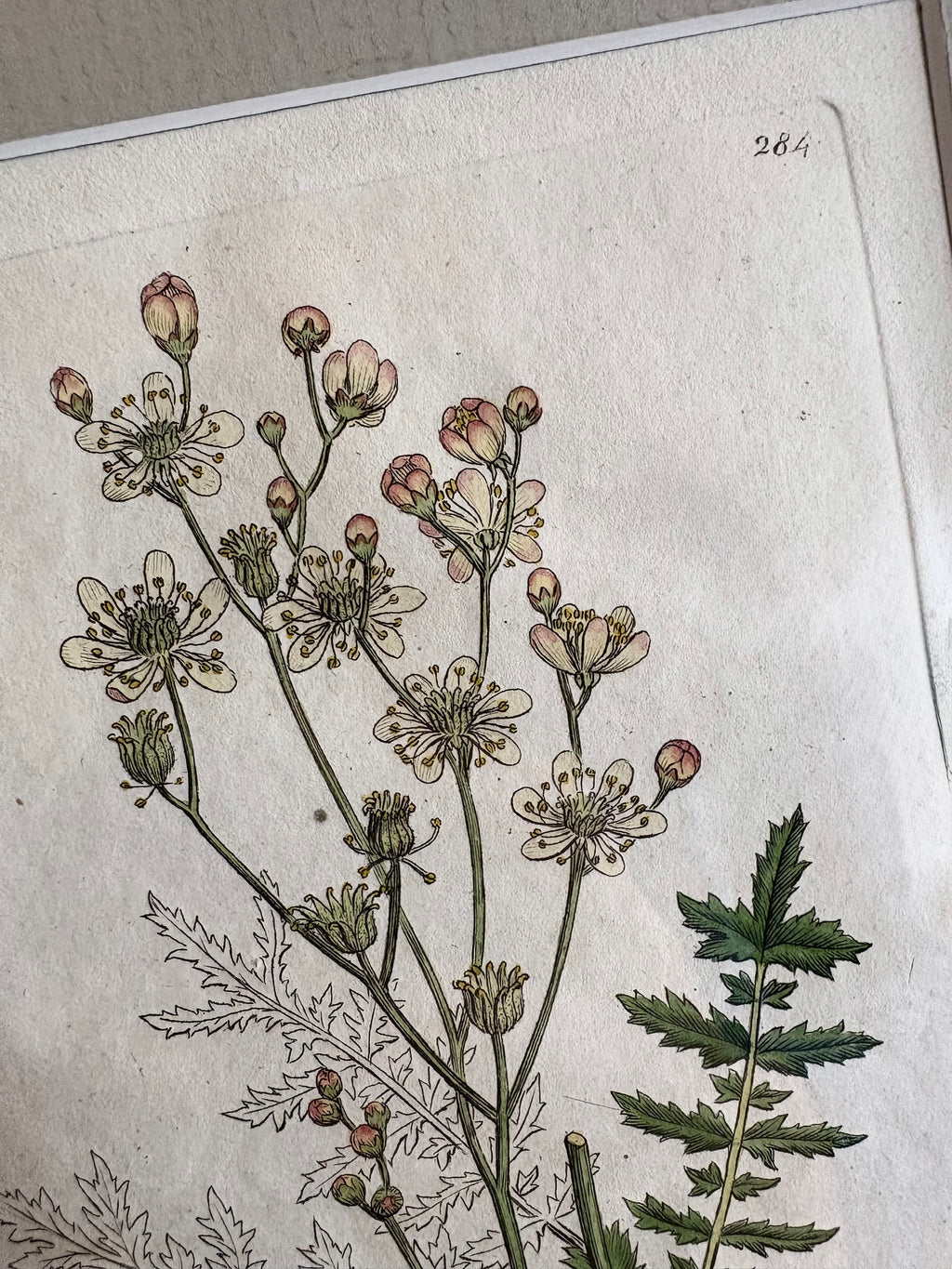 1795 Genuine antique botanical art engraving, hand painted, framed art, flower