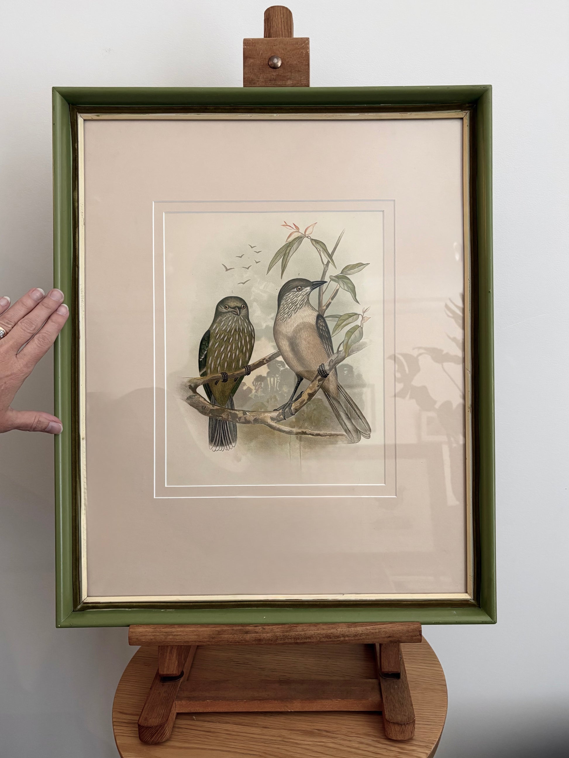 1891 Antique lithographic print, Gracius Broinowski, Bowerbird, Australian birds, framed art