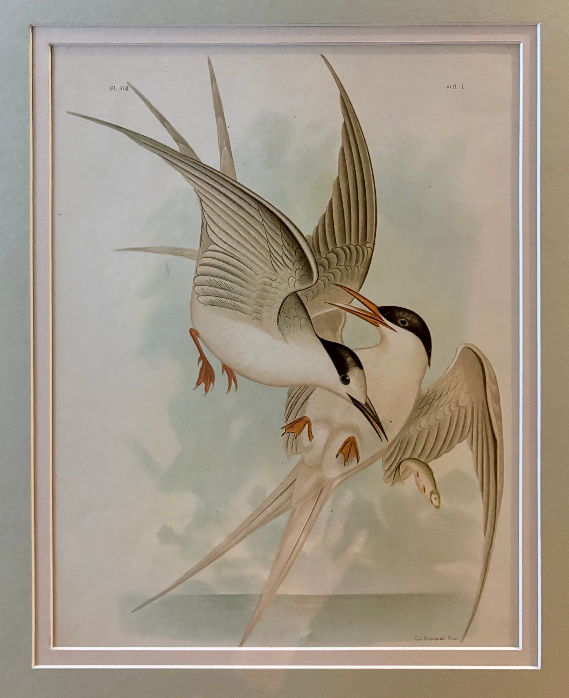 1891 Antique lithographic print, Gracius Broinowski, seabird, Australian birds, framed art