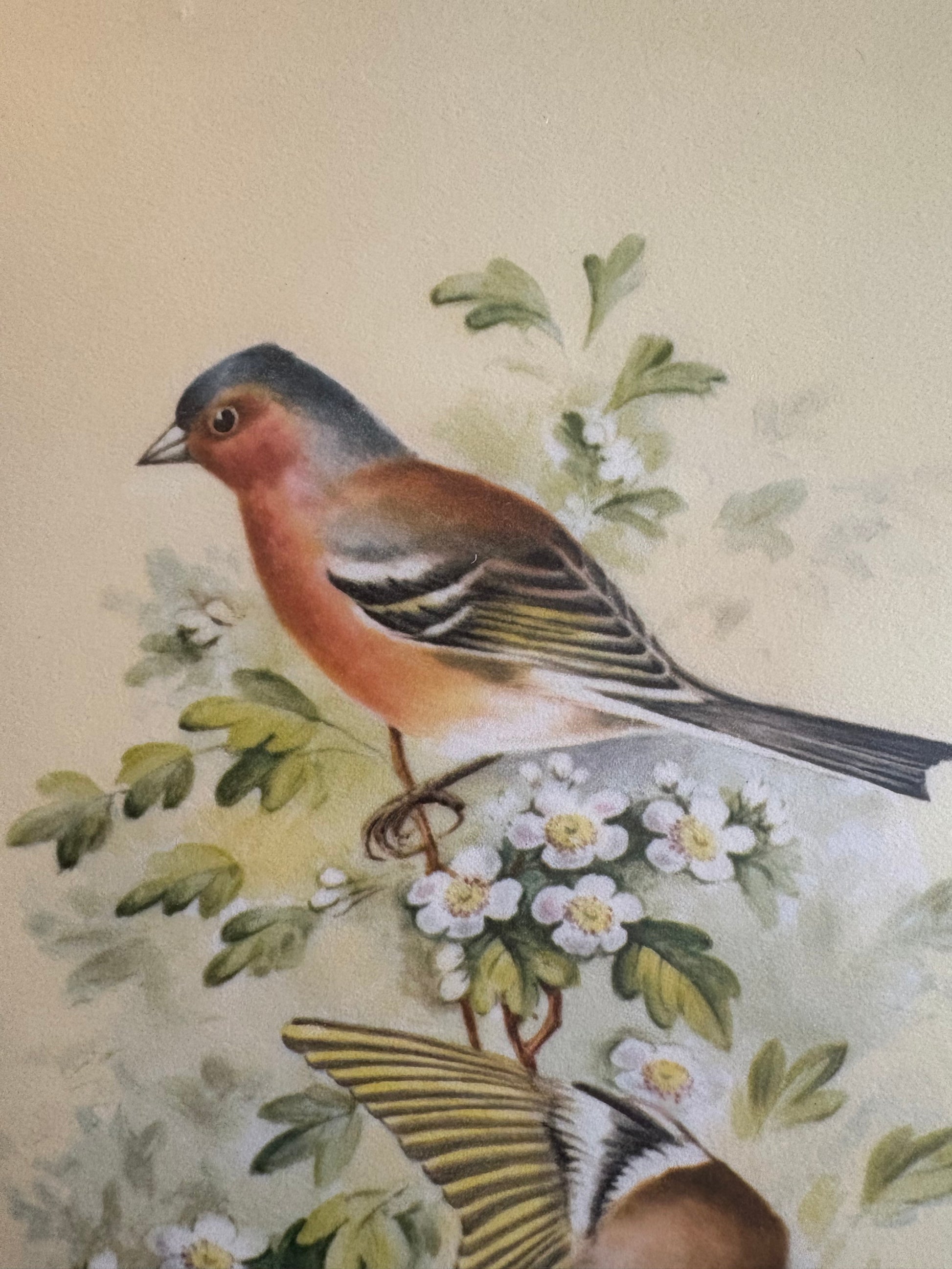 1975 Vintage limited edition print, Royal Worcester birds, framed art