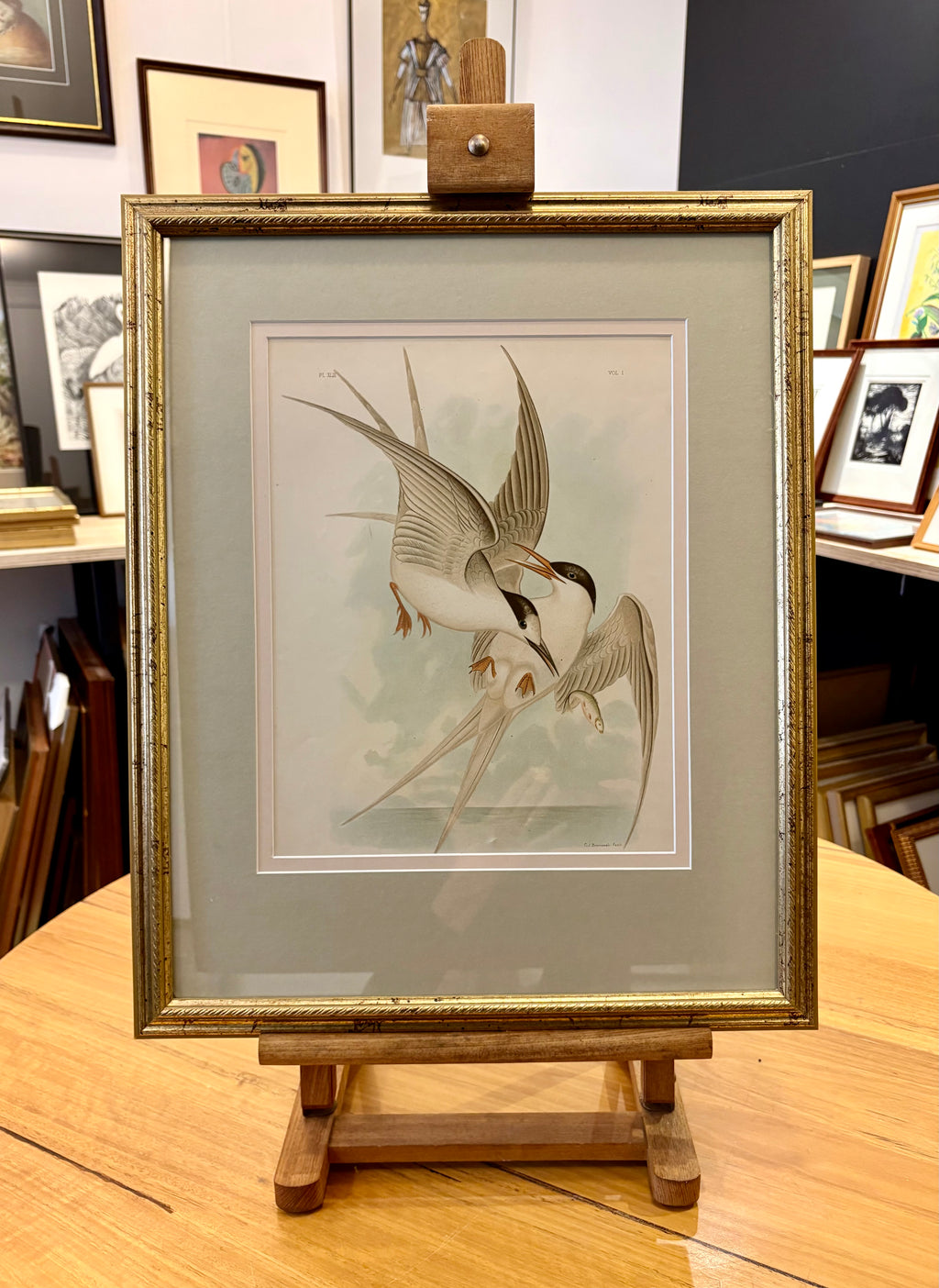 1891 Antique lithographic print, Gracius Broinowski, seabird, Australian birds, framed art
