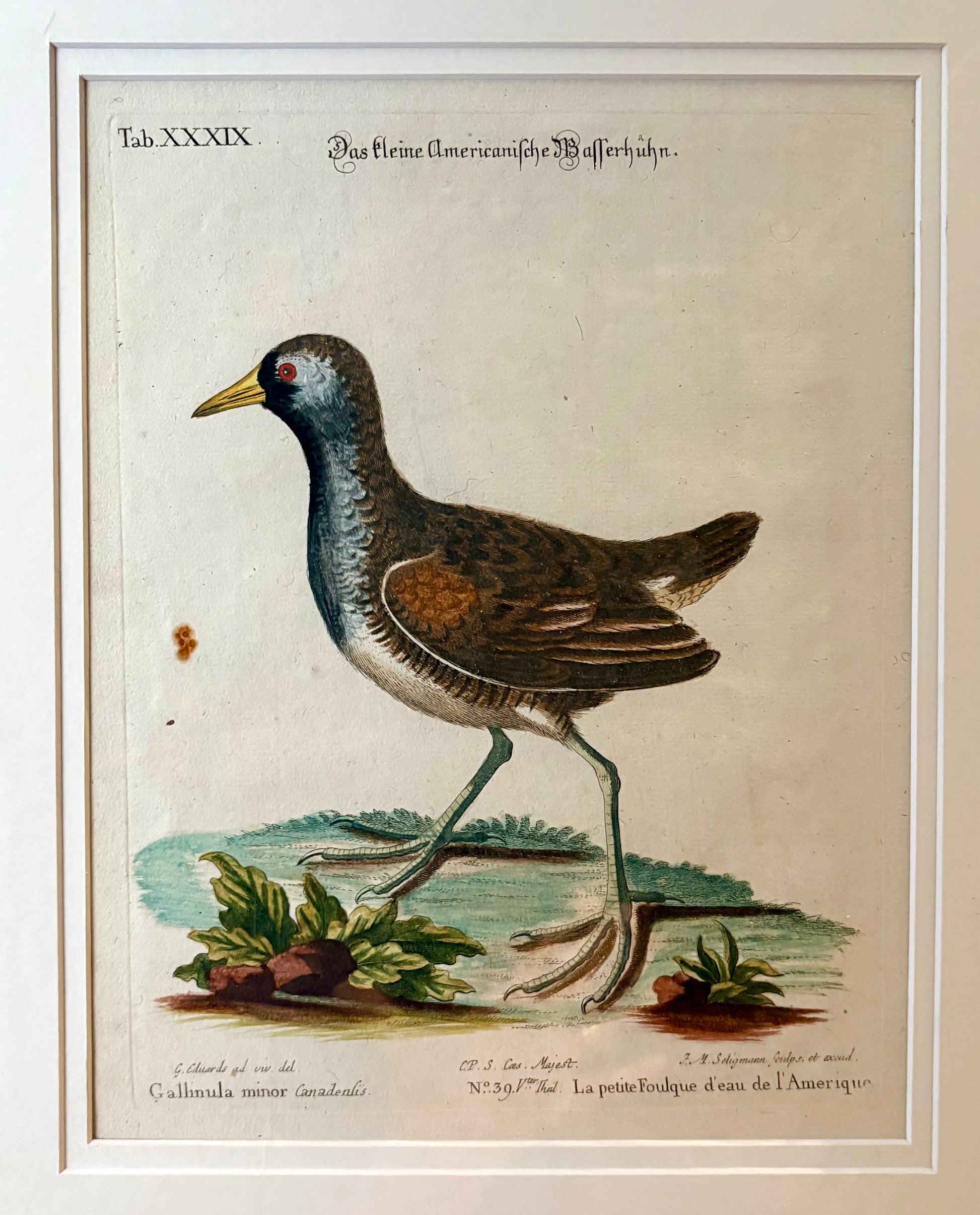 1760s Genuine antique, Bird, engraving, hand coloured, carved frame, original vintage art
