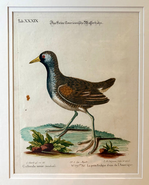 1760s Genuine antique, Bird, engraving, hand coloured, carved frame, original vintage art