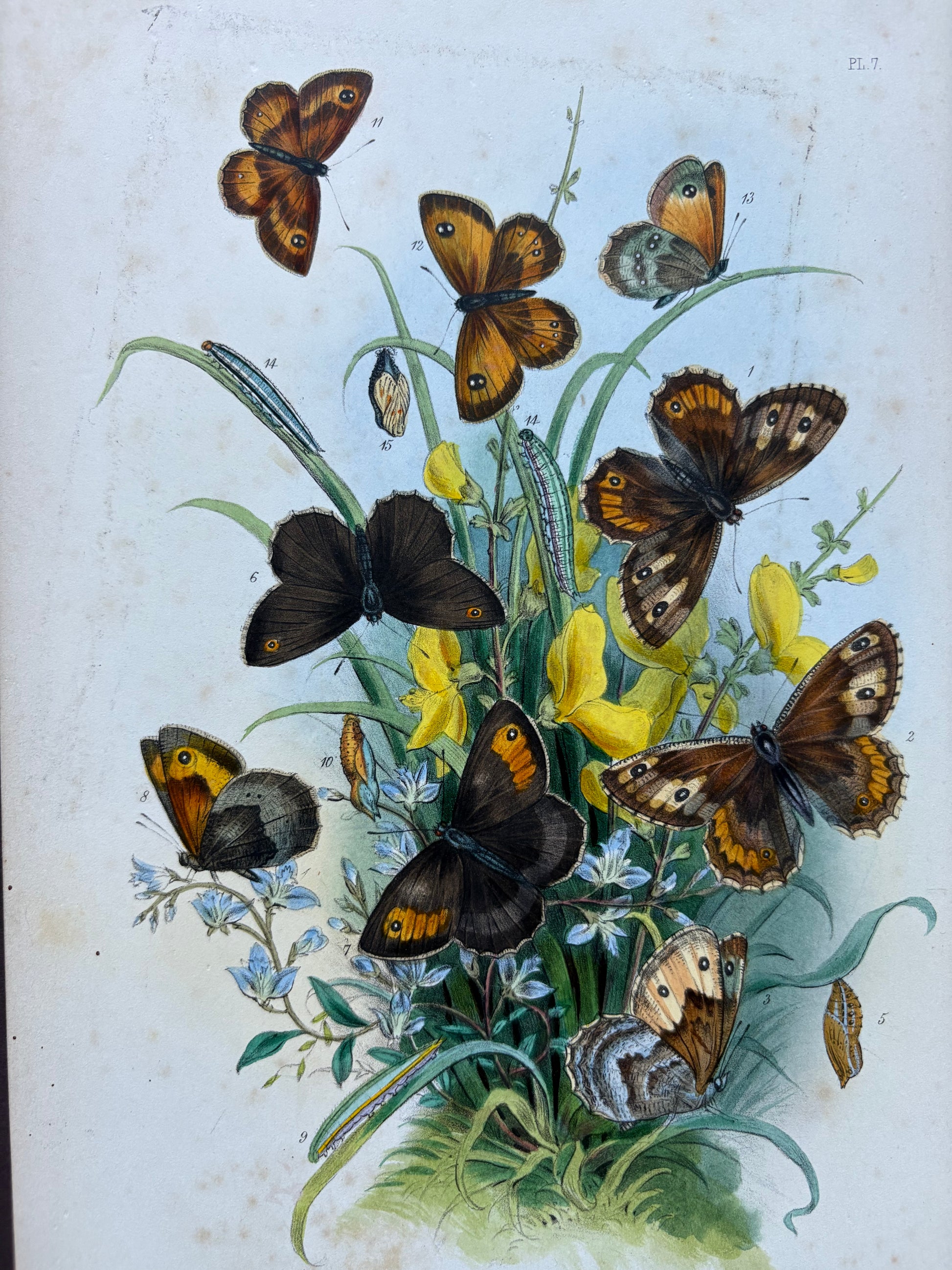 1840s Genuine antique butterfly lithograph with hand colouring, flowers, vintage art