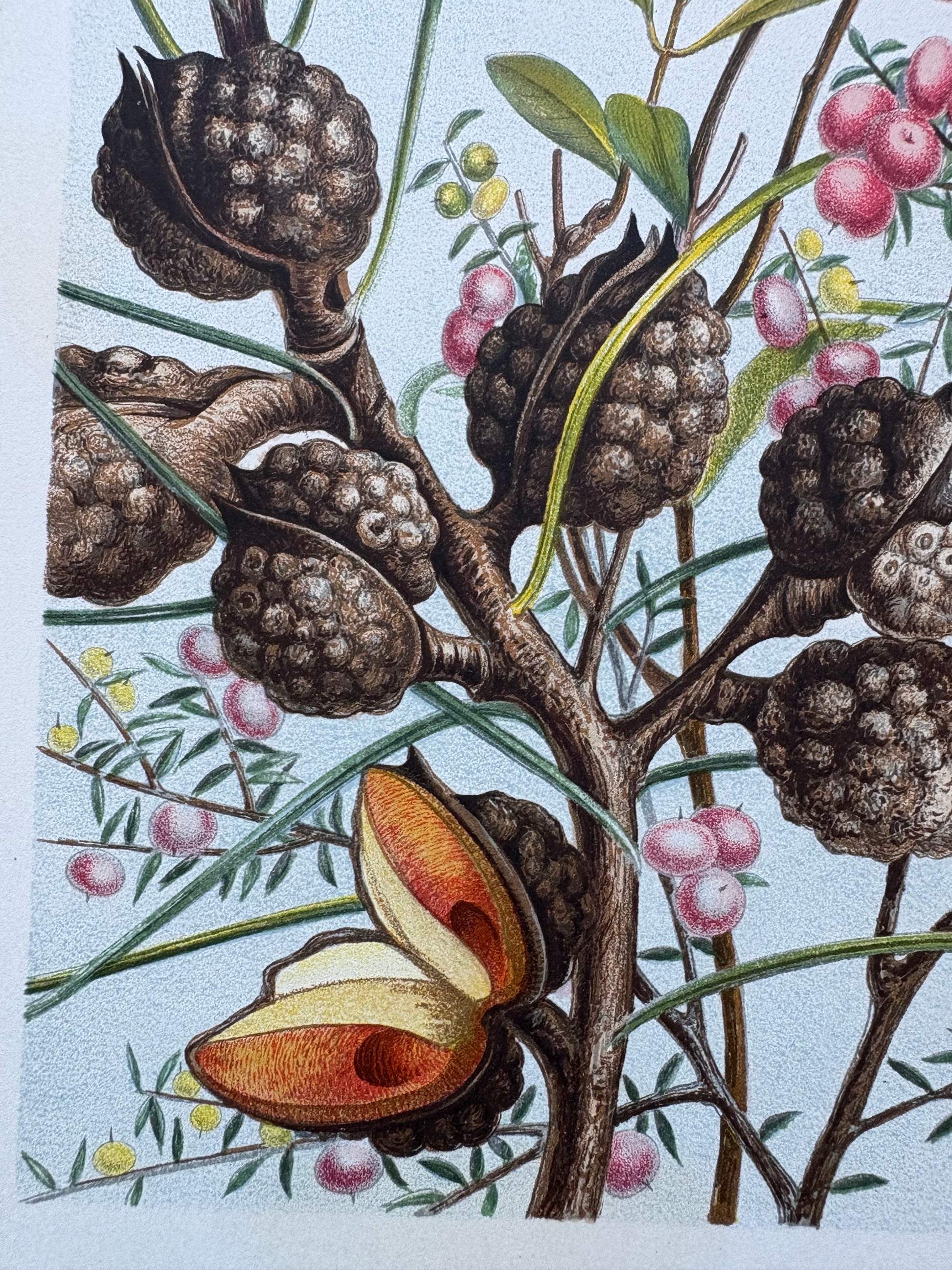 1891 Antique chromolithograph, Louisa A Meredith, Australian, botanical art, butterfly