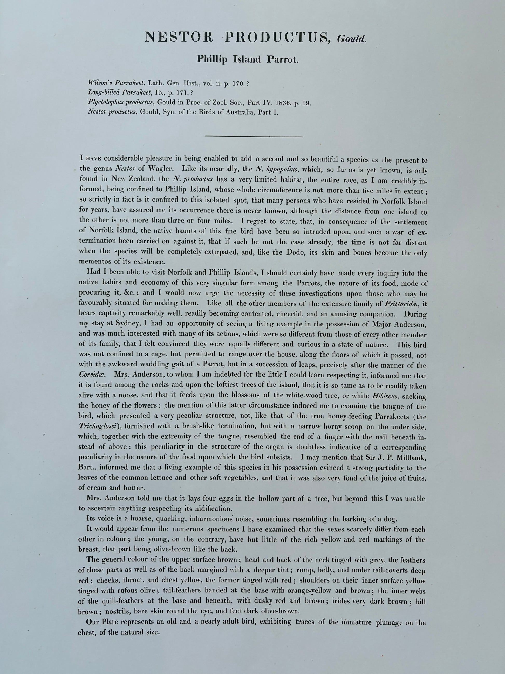 1989 Authentic limited Edition Gould print, Phillip Island Parrot, vintage art