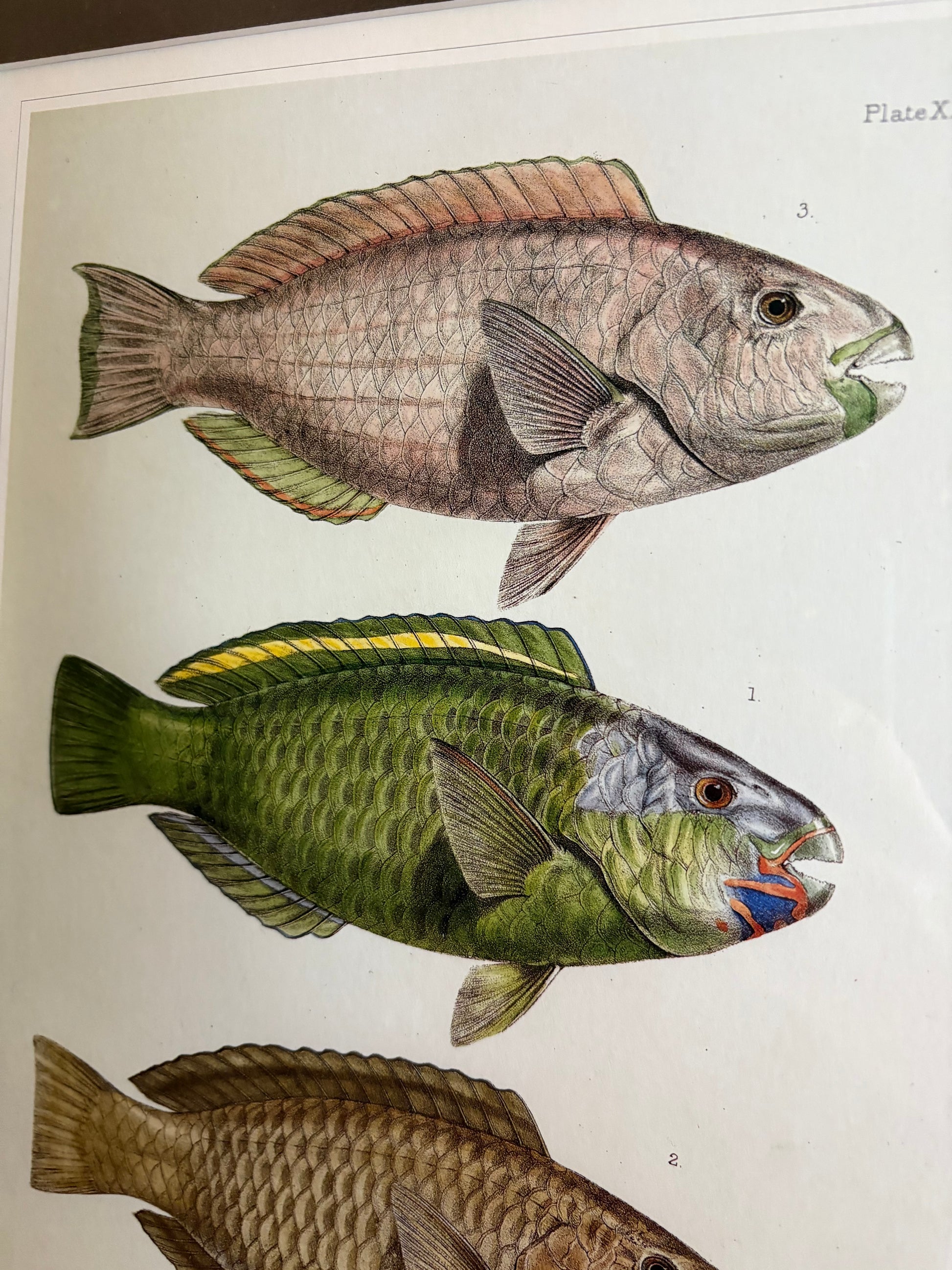 Vintage print, colourful parrot fish, framed wall art, vintage fishing print