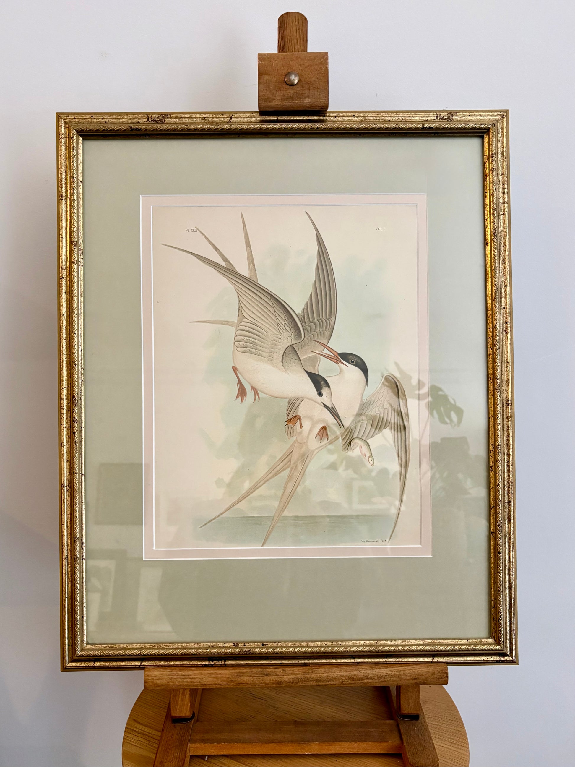 1891 Antique lithographic print, Gracius Broinowski, seabird, Australian birds, framed art