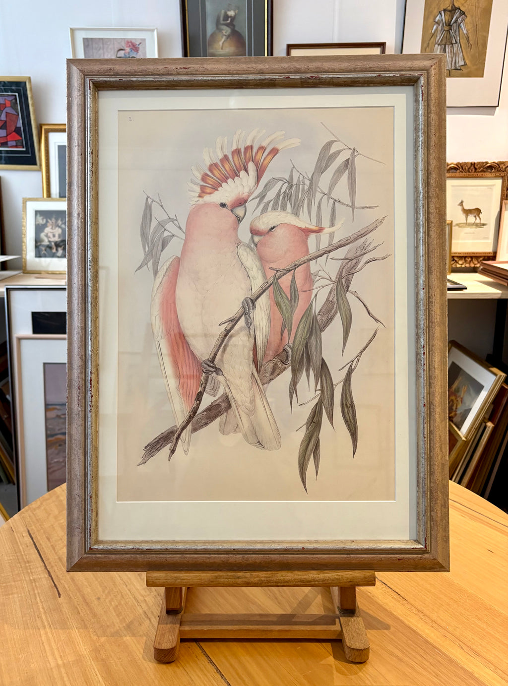 1989 Authentic limited Edition Gould print, Pink Cockatoo, vintage art