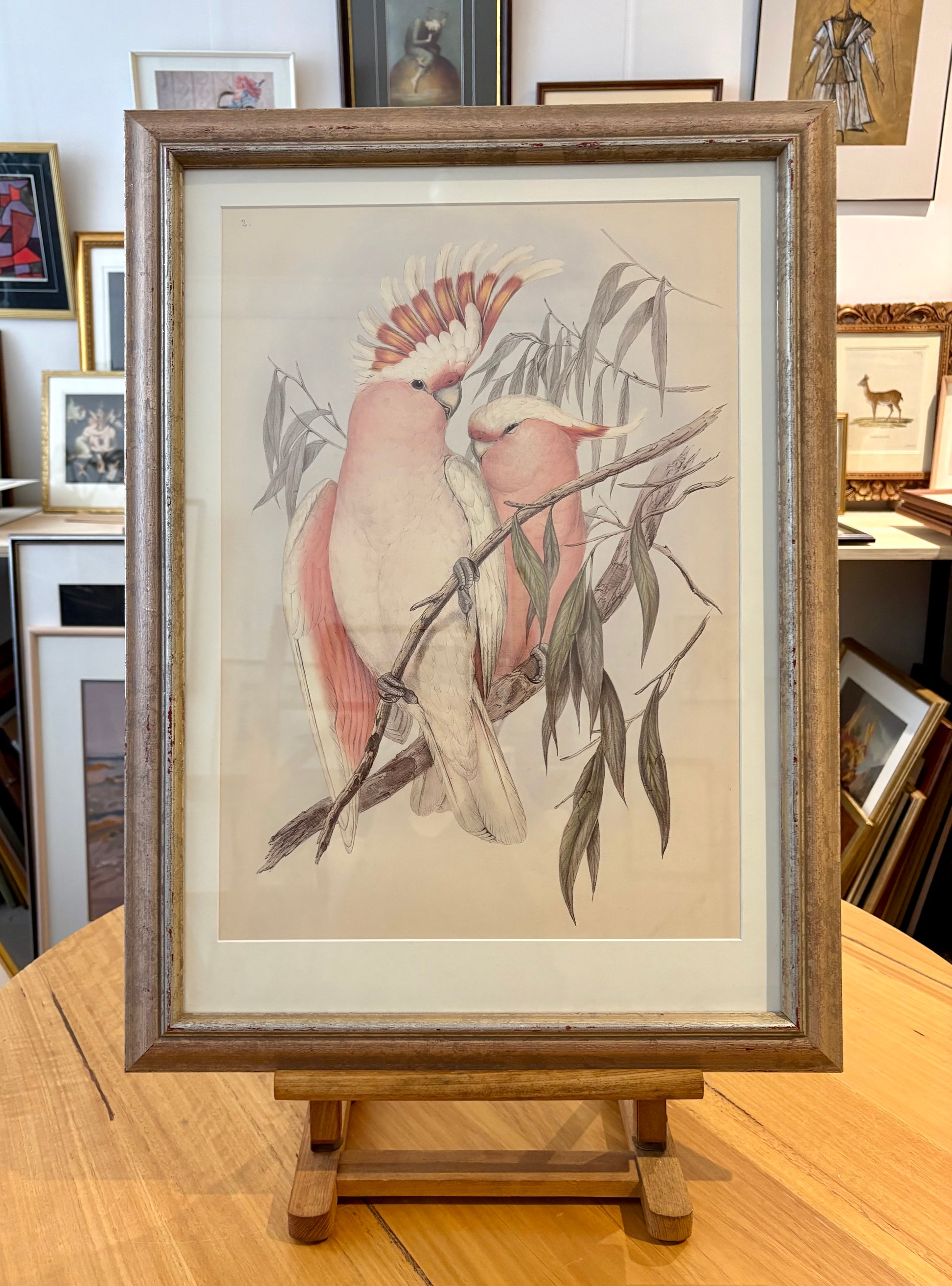 1989 Authentic limited Edition Gould print, Pink Cockatoo, vintage art
