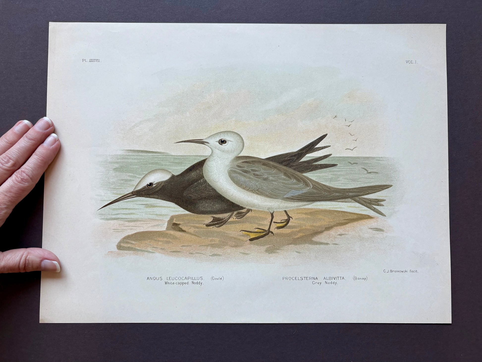 1891 Antique lithographic print, Gracius Broinowski, Seagull, Australian birds, unframed art