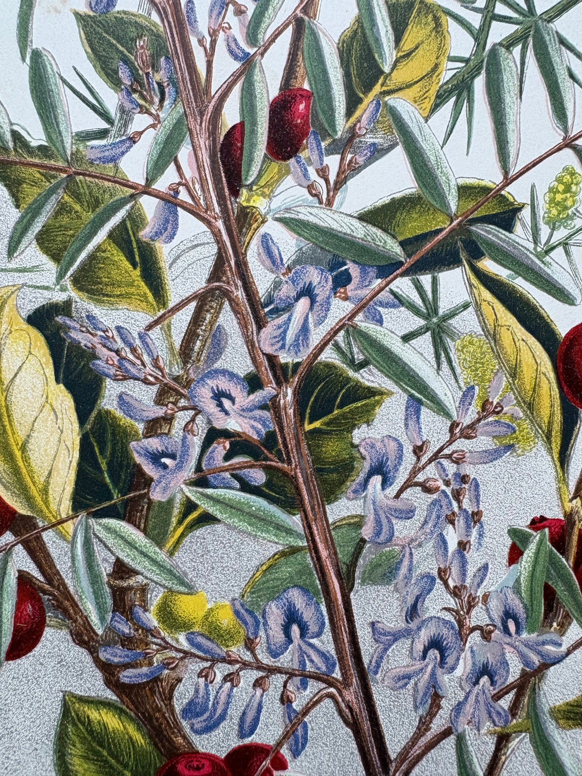 1891 Antique chromolithograph, Louisa A Meredith, Australian, botanical art, butterfly