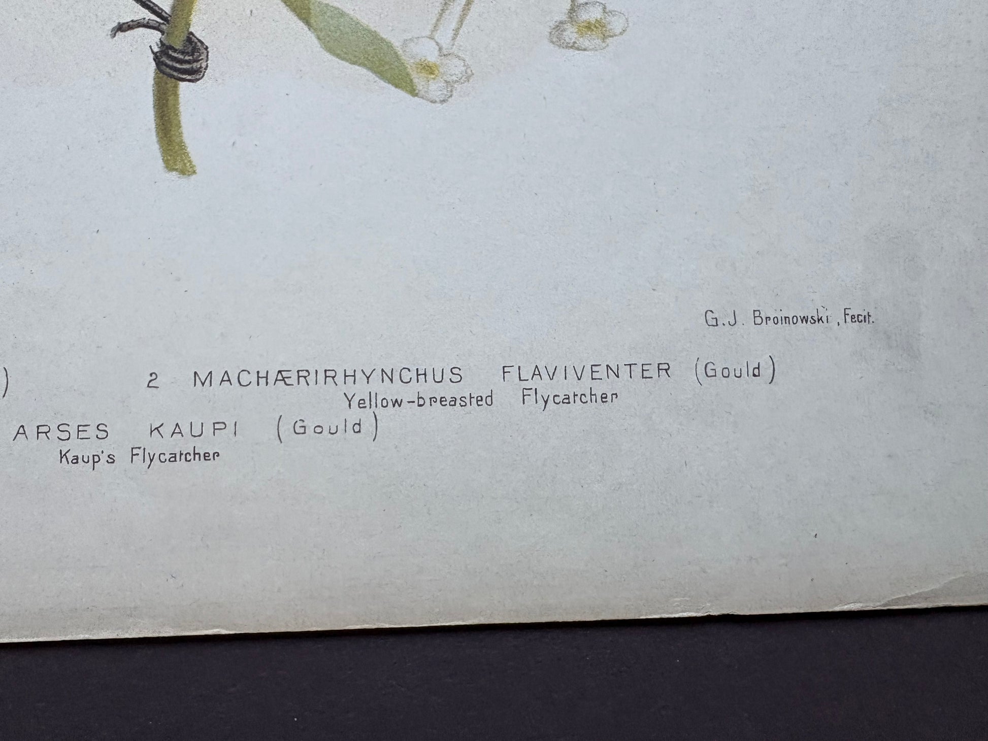 1891 Antique lithographic print, Gracius Broinowski, Honeyeater, Australian birds, unframed art