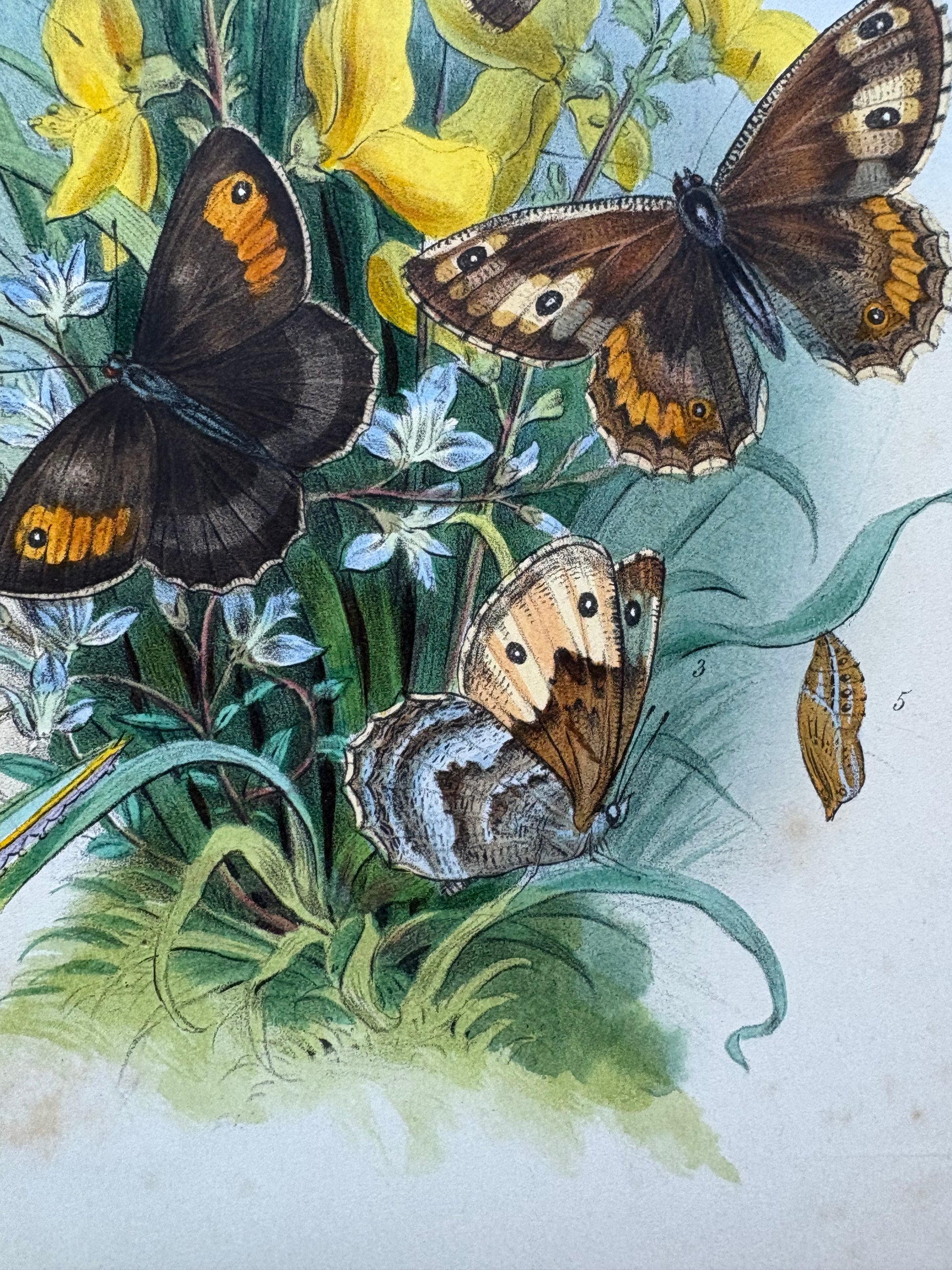 1840s Genuine antique butterfly lithograph with hand colouring, flowers, vintage art