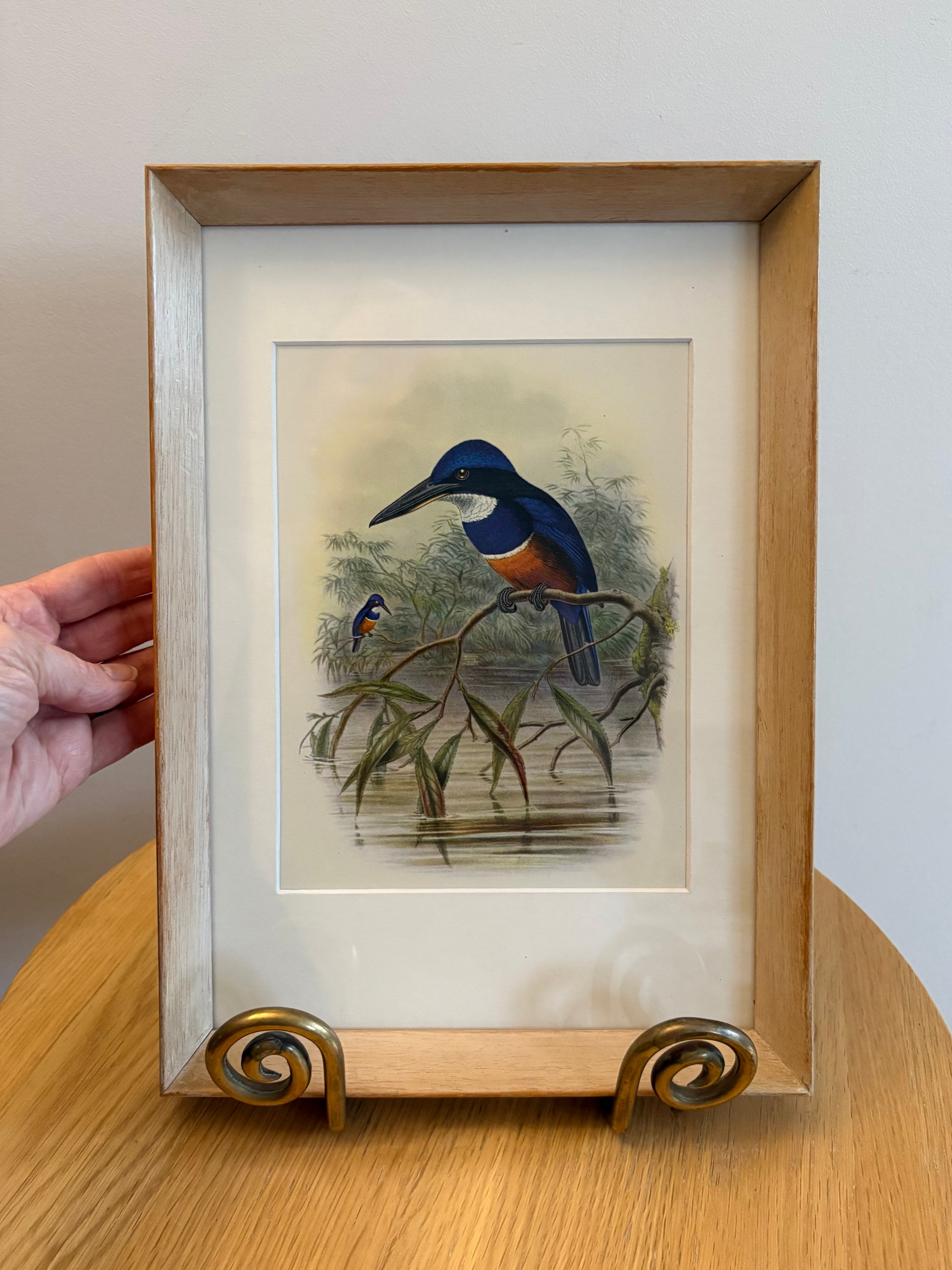 Miniature Gould "Birds of Australia" 1948 print of Kingfisher, vintage framed art