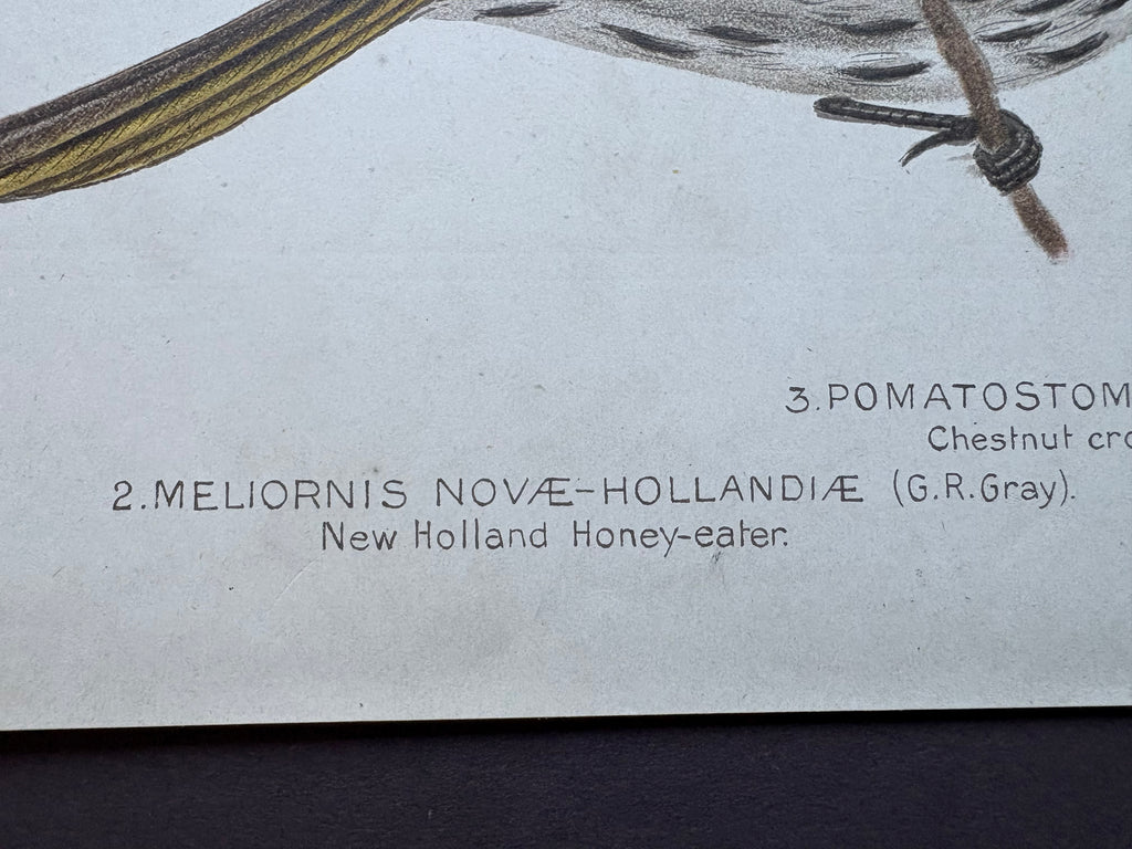 1891 Antique lithographic print, Gracius Broinowski, White-tailed Kingfisher, Australian birds, unframed art