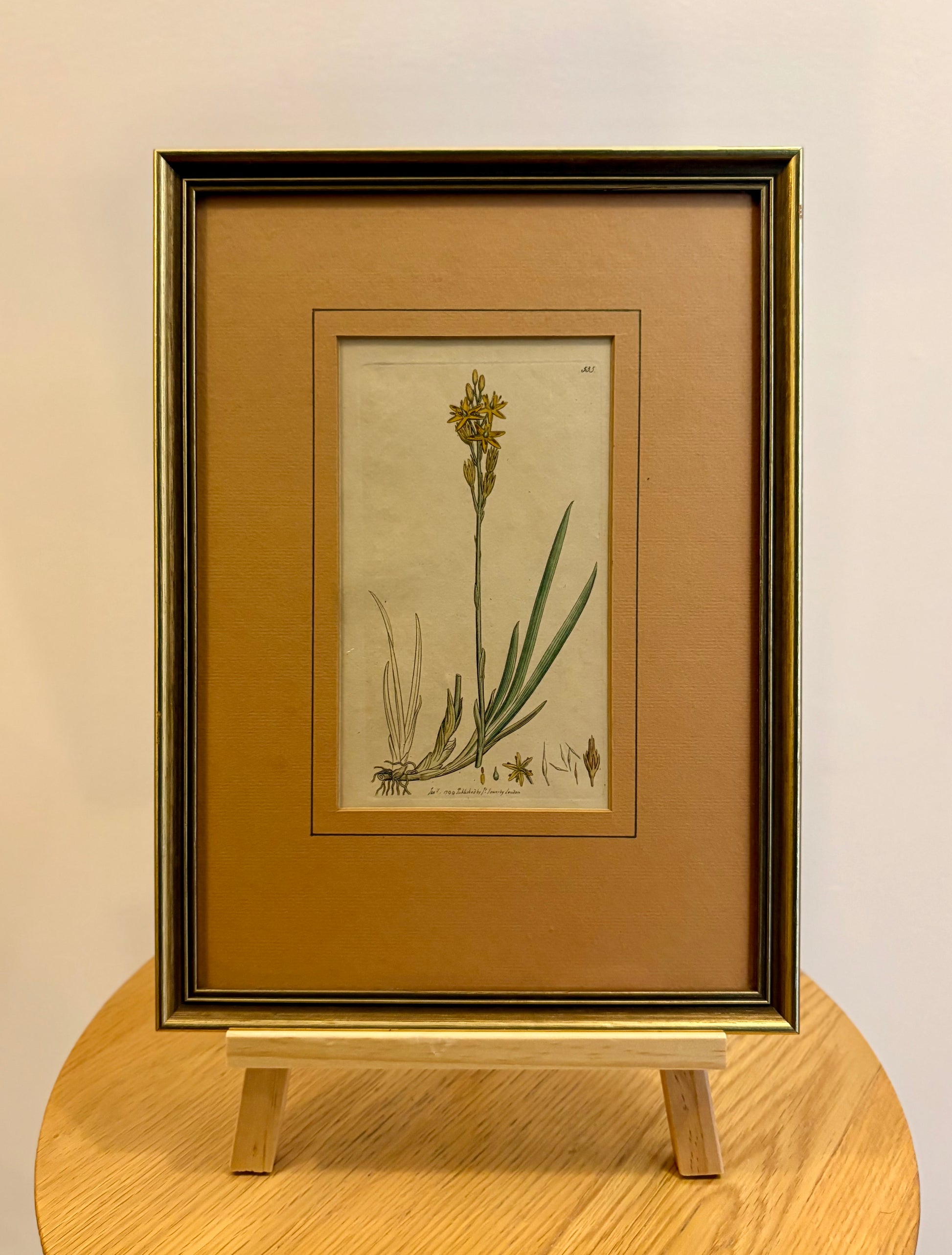 1799 antique botanical art engraving, hand painted, framed art, flower
