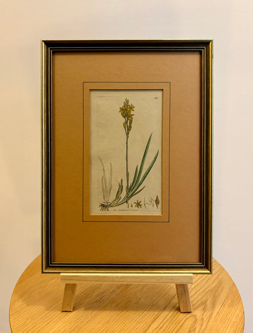 1799 antique botanical art engraving, hand painted, framed art, flower