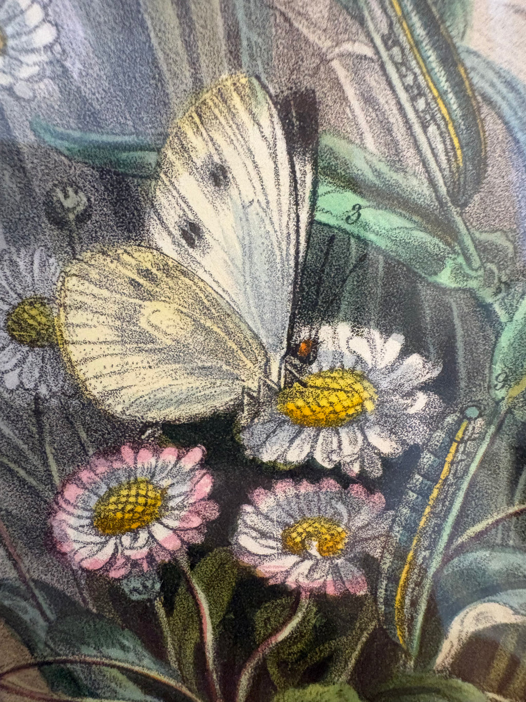 1859 Genuine antique butterfly lithograph with hand colouring, flowers, vintage framed art