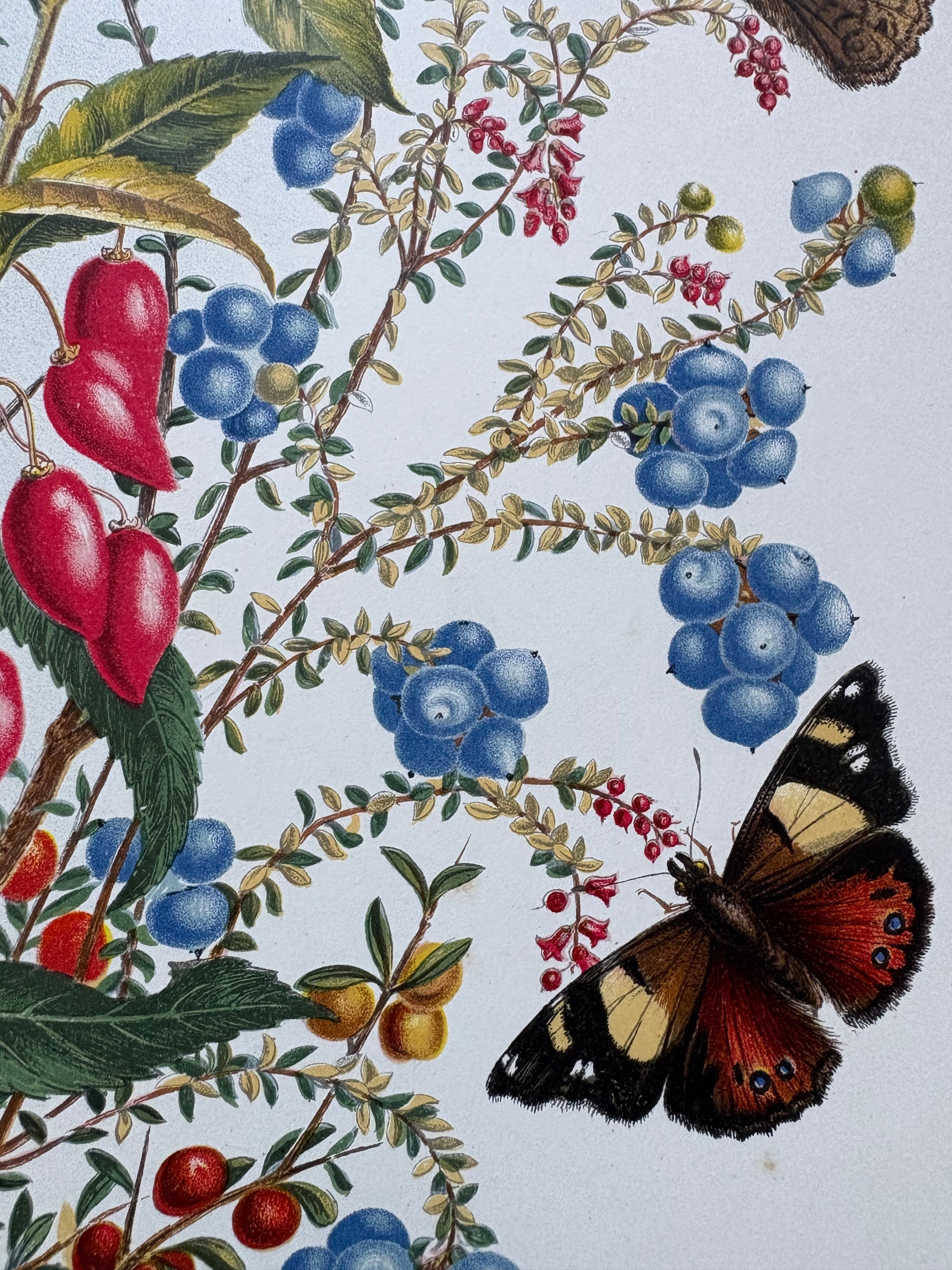 1891 Antique chromolithograph, Louisa A Meredith, Australian, botanical art