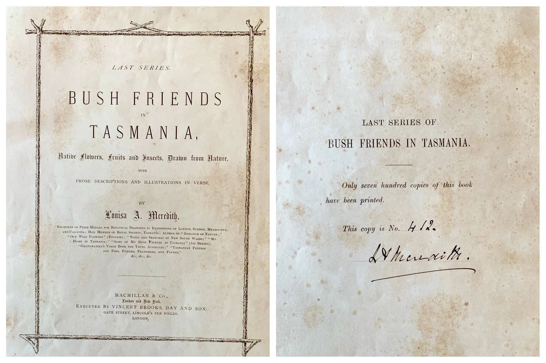 1891 Antique chromolithograph, Louisa A Meredith, Australian, botanical art, butterfly