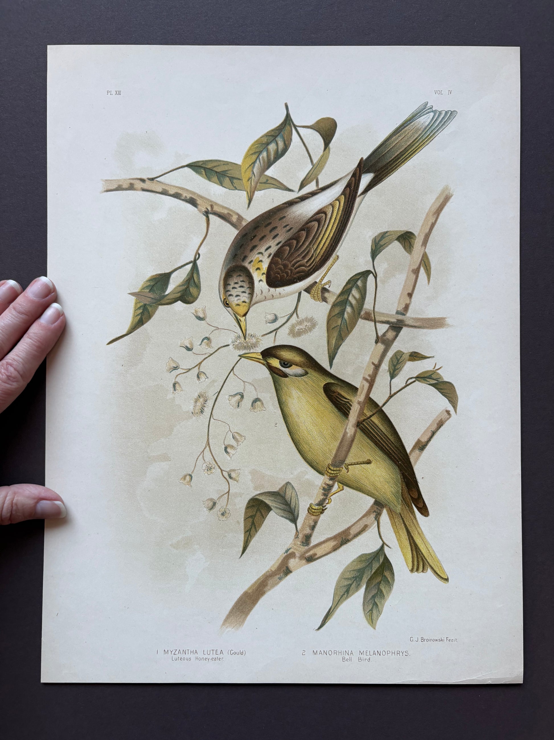 1891 Antique lithographic print, Gracius Broinowski, Honeyeater, Australian birds, unframed art