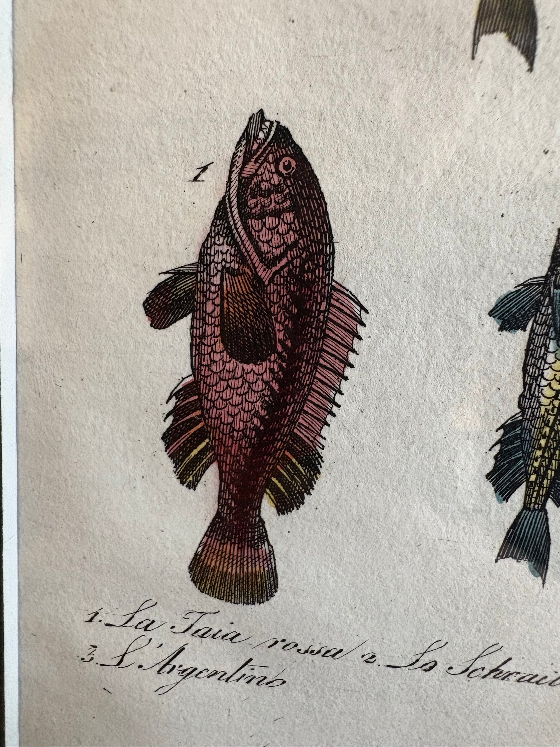 1830s Genuine antique fish engraving, hand coloured, framed original vintage wall art