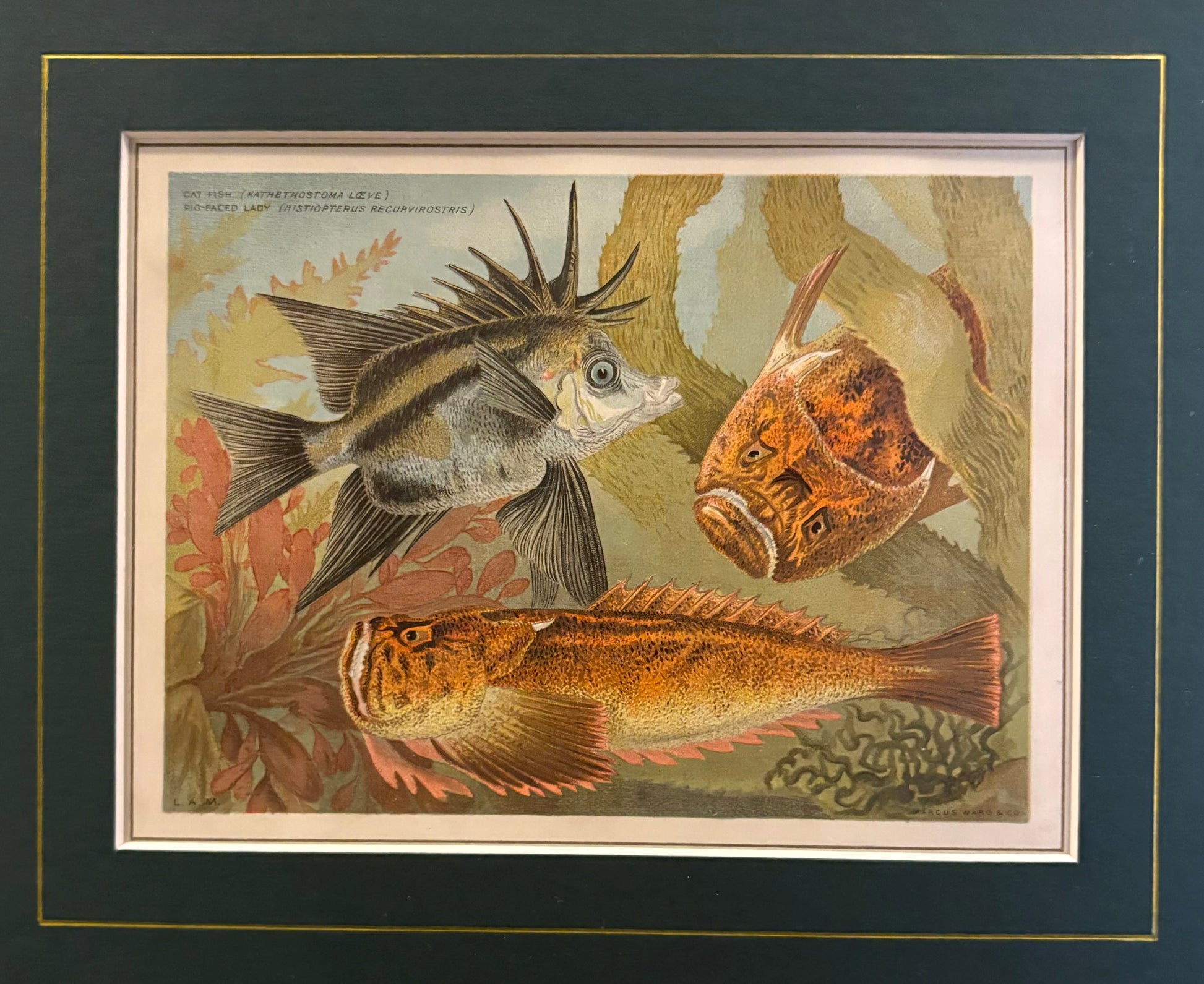 1881 Antique chromolithograph, Louisa A Meredith, Australian, fish, framed art