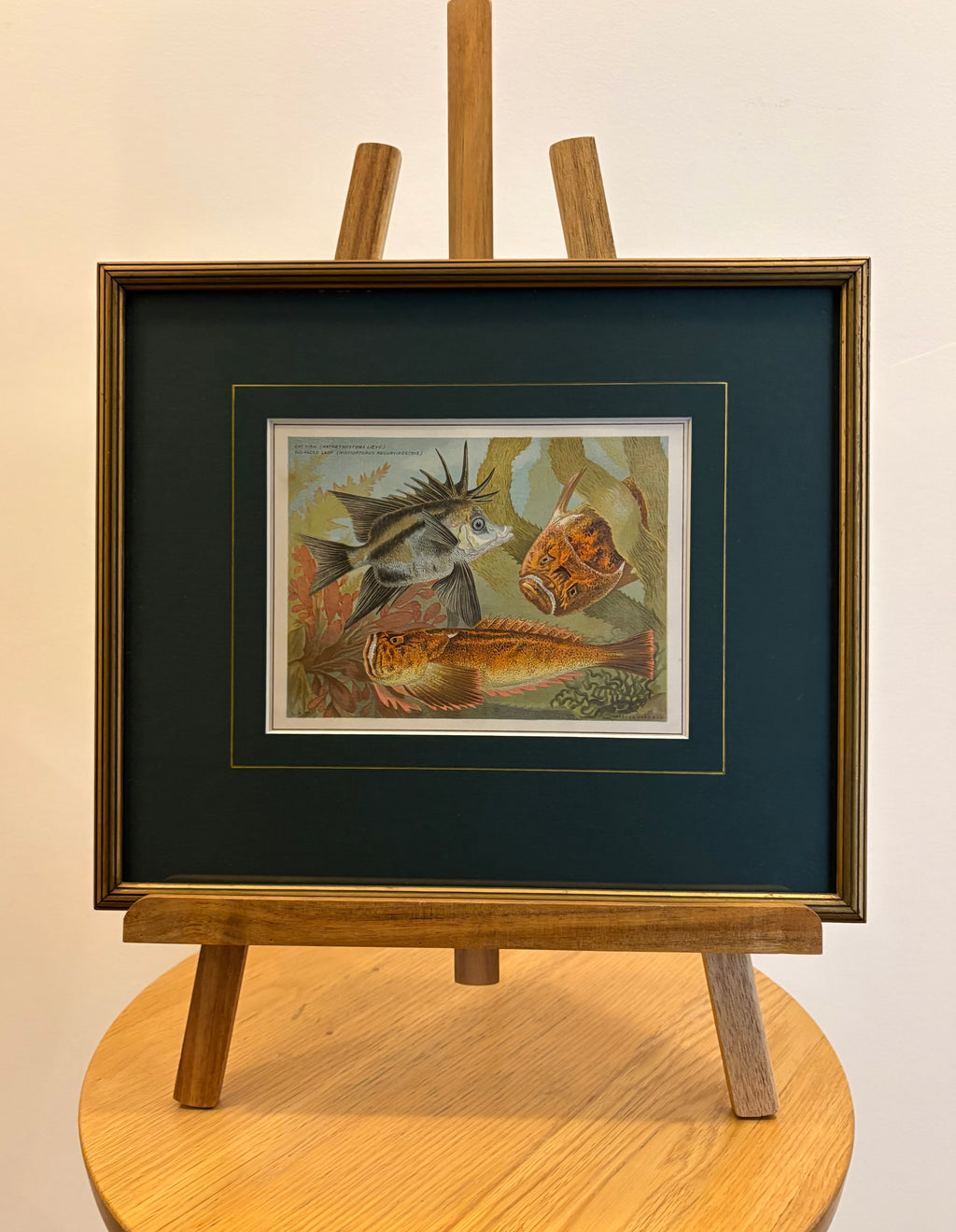 1881 Antique chromolithograph, Louisa A Meredith, Australian, fish, framed art