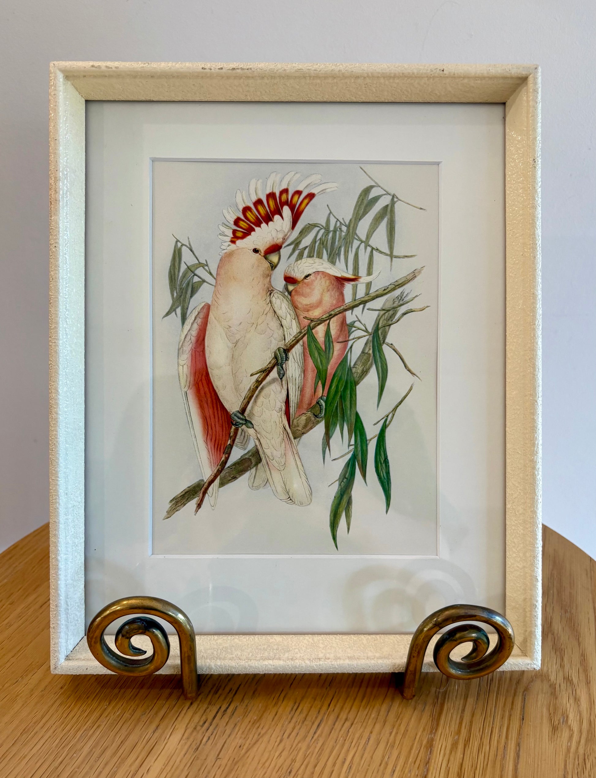 Miniature Gould "Birds of Australia" 1948 print, Cockatoo, vintage framed art