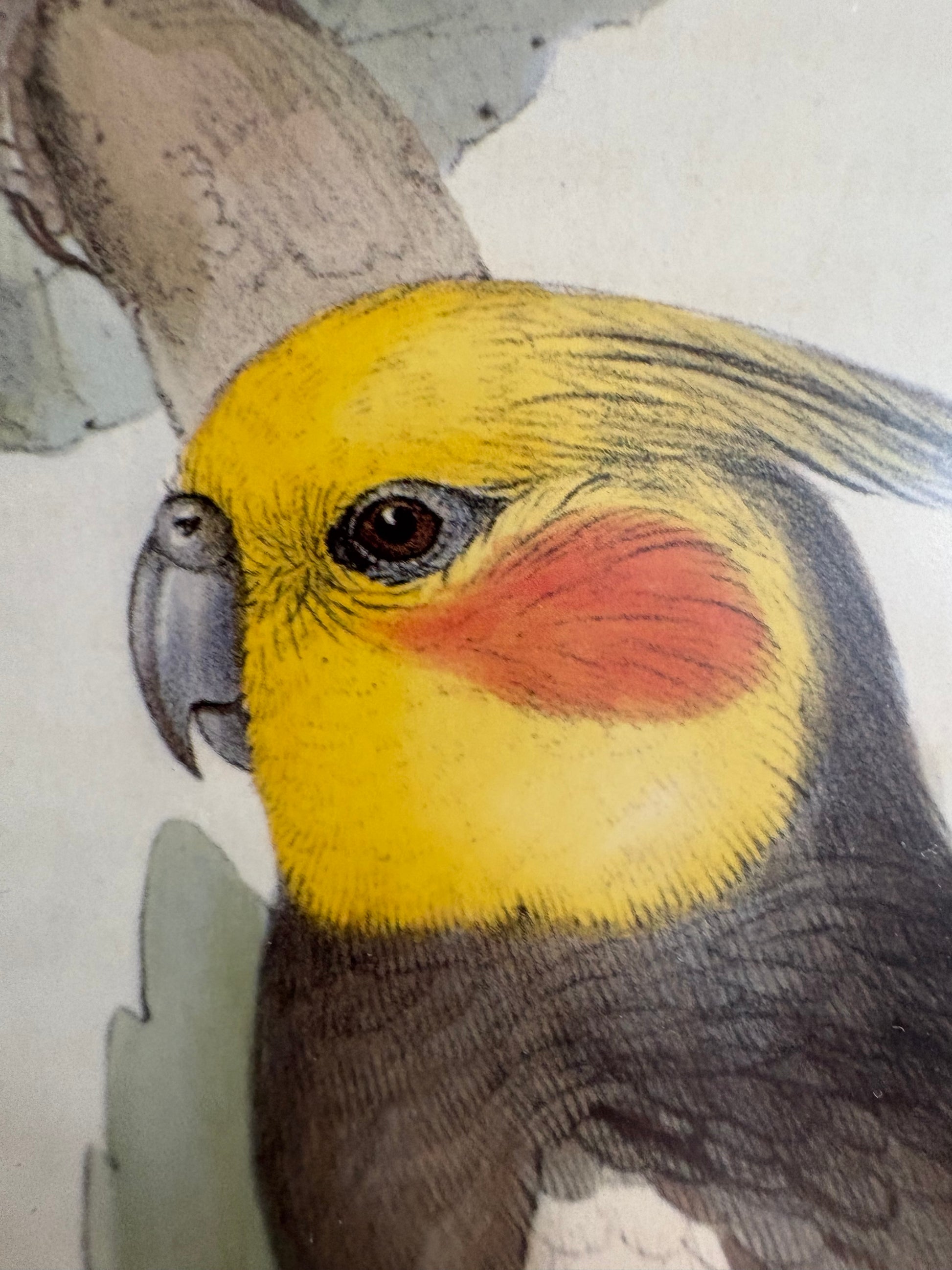 1989 Authentic limited Edition Gould print, Baraband's Cockatiel, vintage art