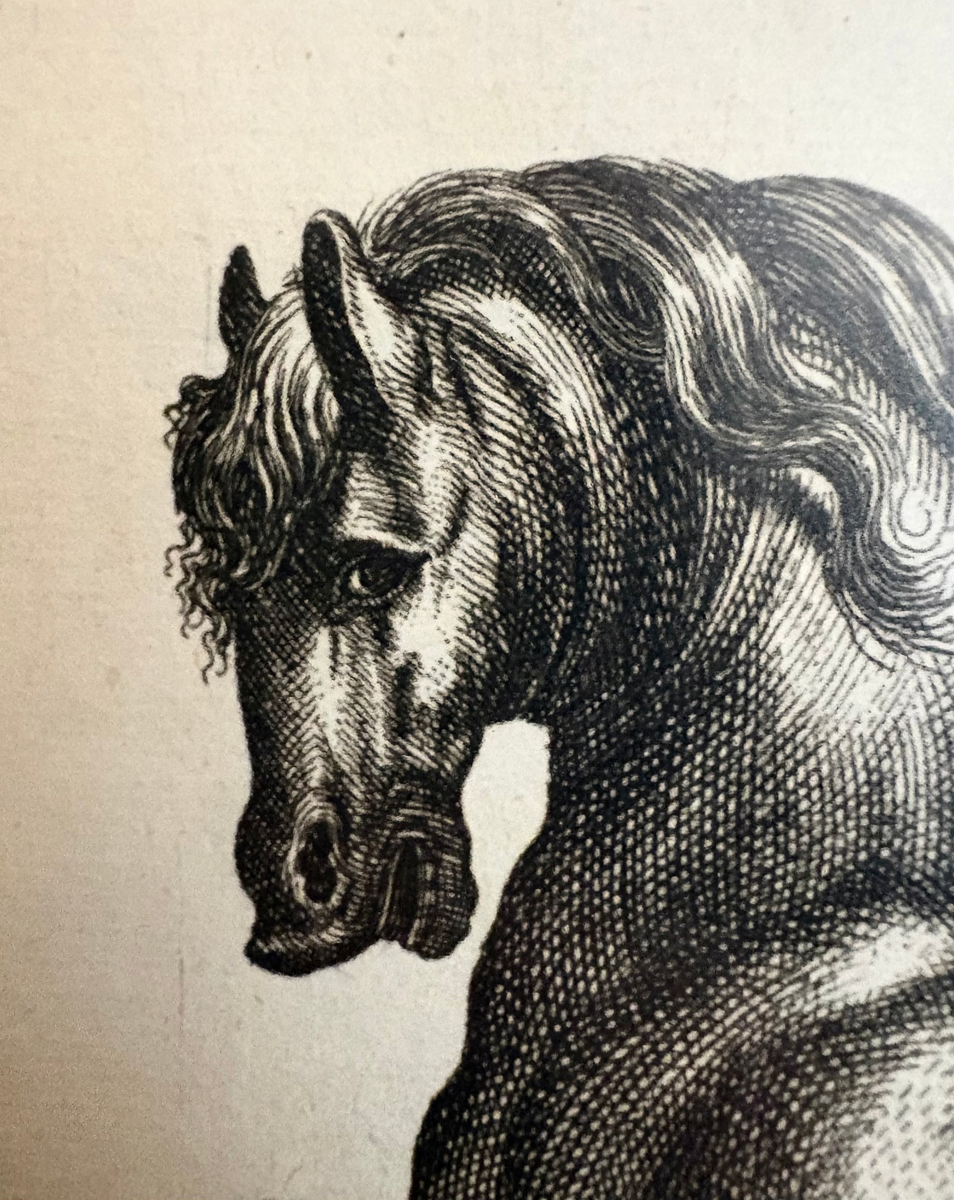 1657 Authentic antique engraving, horses, gilt framed artwork