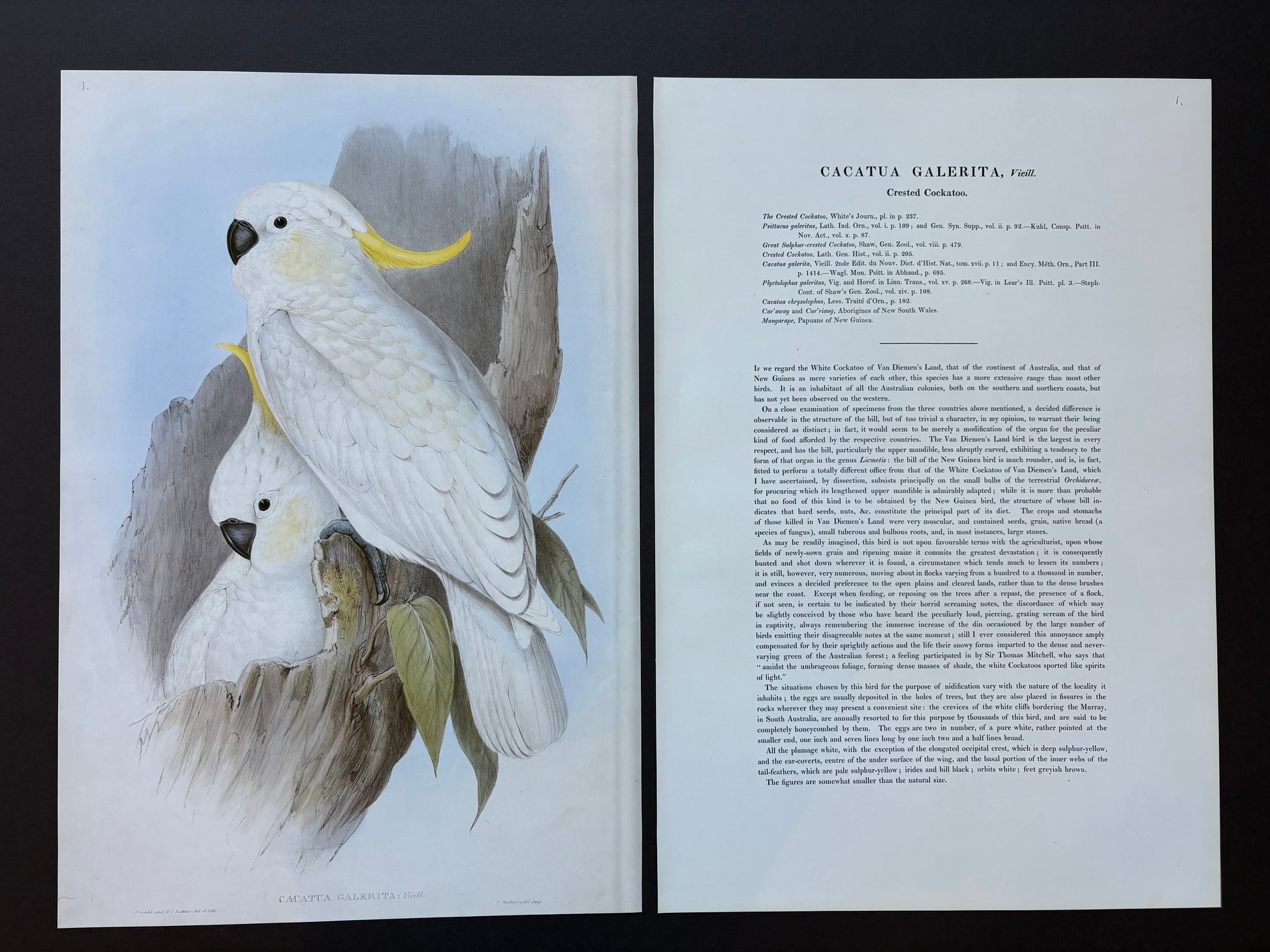 1989 Authentic limited Edition Gould print, White Cockatoo, vintage art