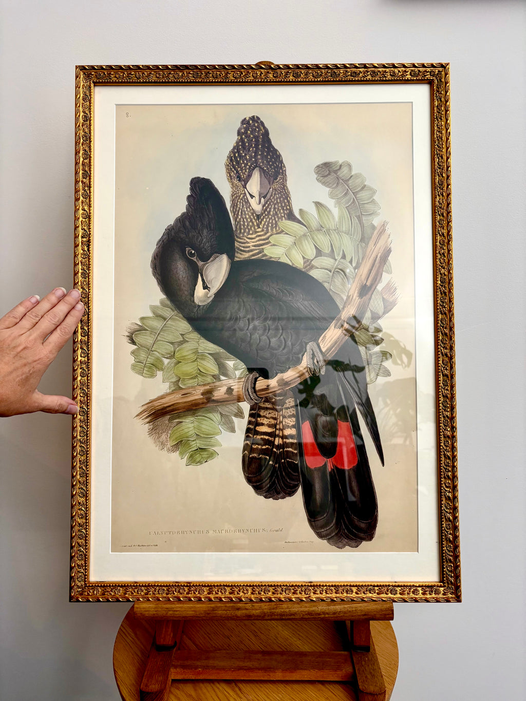 1989 Authentic limited Edition Gould print, Black Cockatoo, vintage art