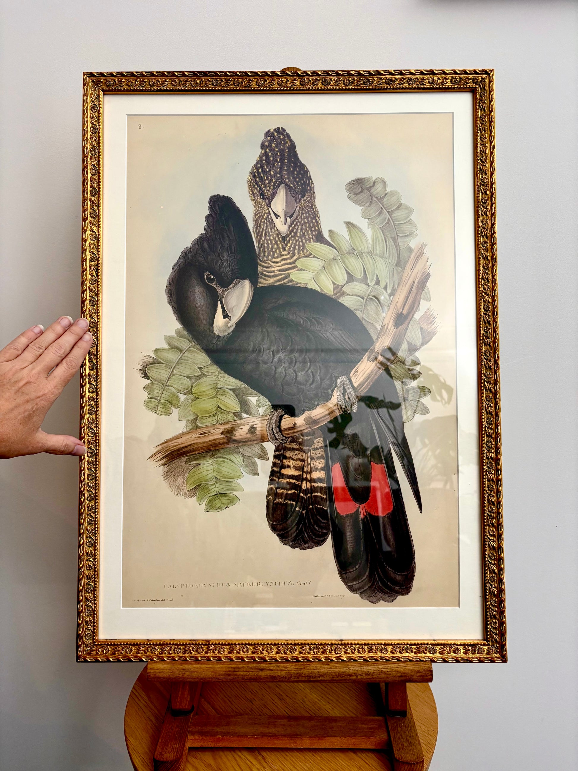 1989 Authentic limited Edition Gould print, Black Cockatoo, vintage art