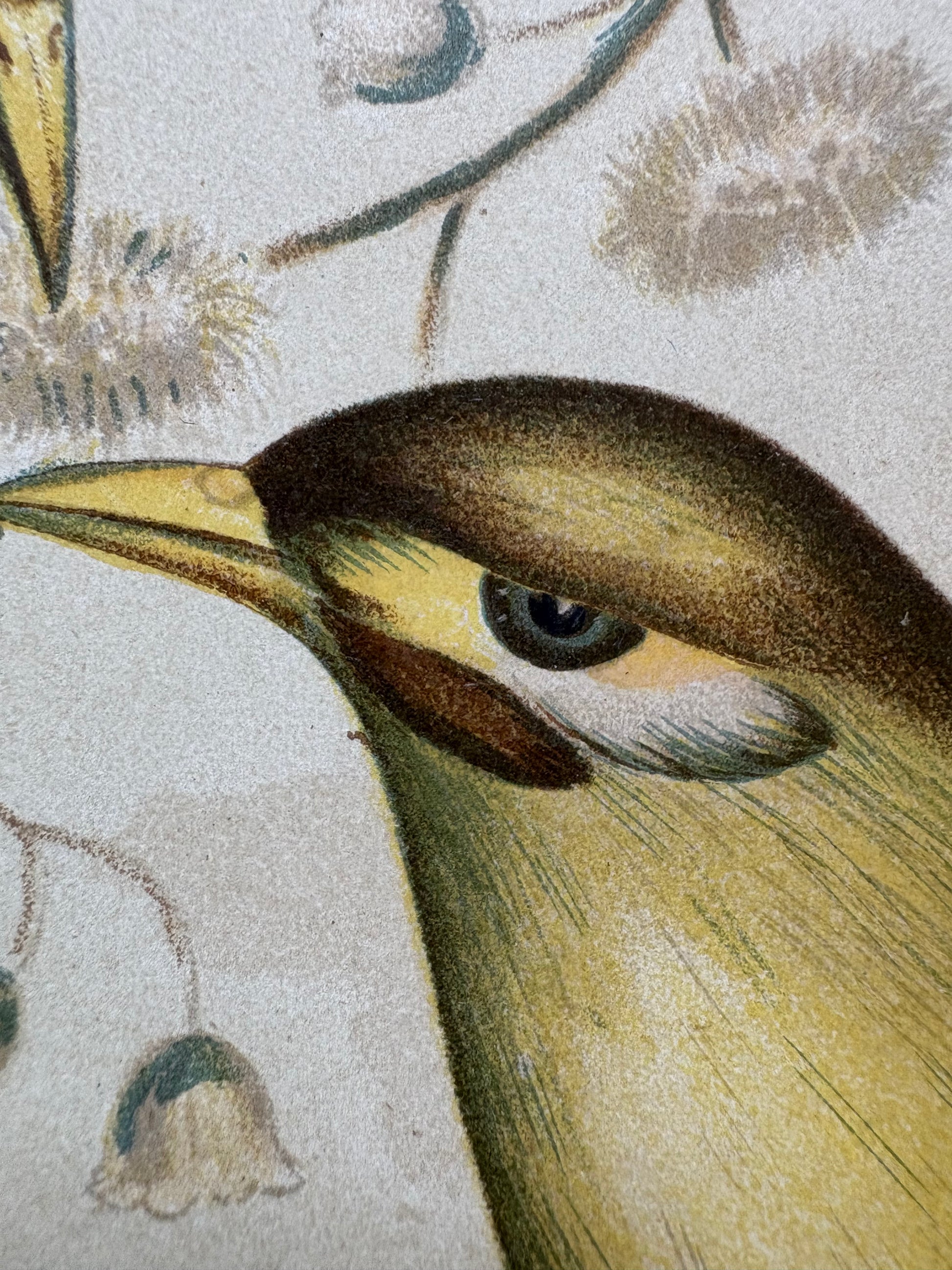 1891 Antique lithographic print, Gracius Broinowski, Honeyeater, Australian birds, unframed art