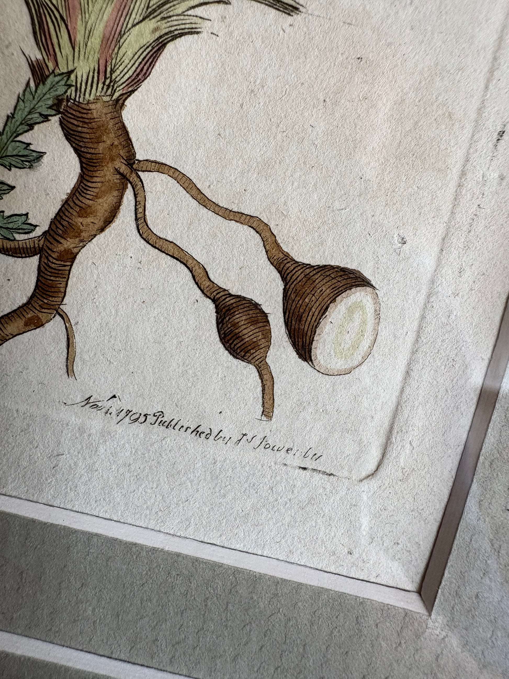 1795 Genuine antique botanical art engraving, hand painted, framed art, flower