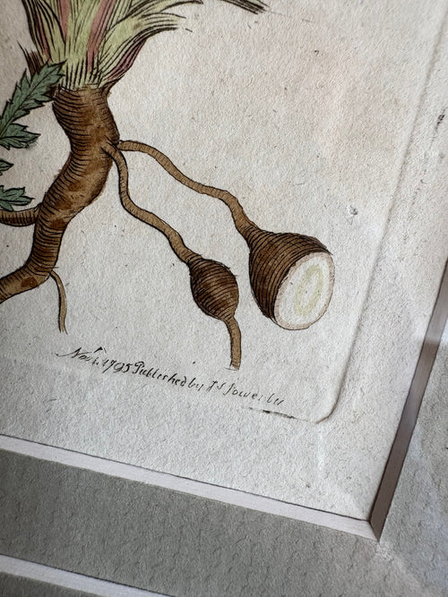 1795 Genuine antique botanical art engraving, hand painted, framed art, flower