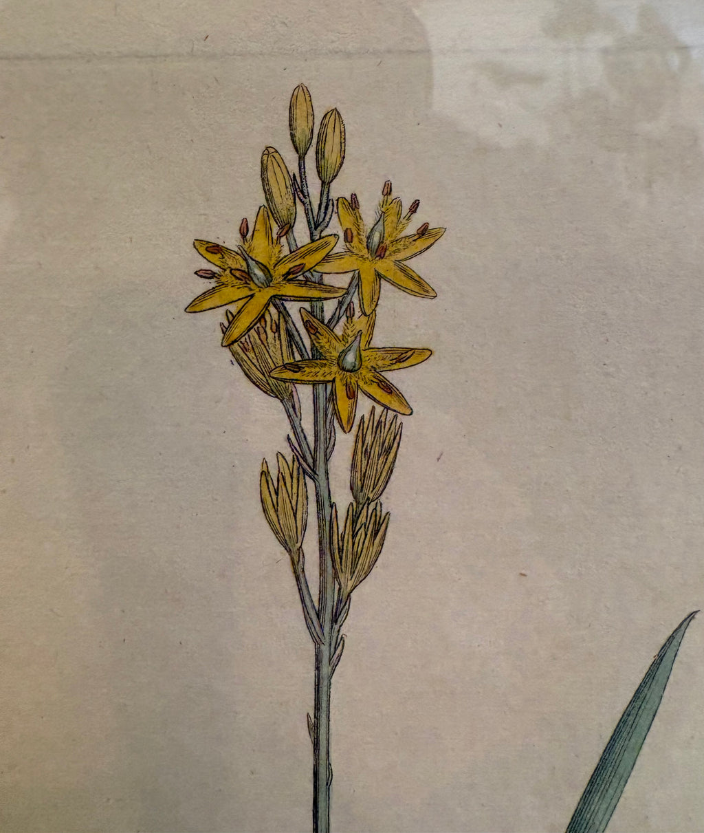 1799 antique botanical art engraving, hand painted, framed art, flower