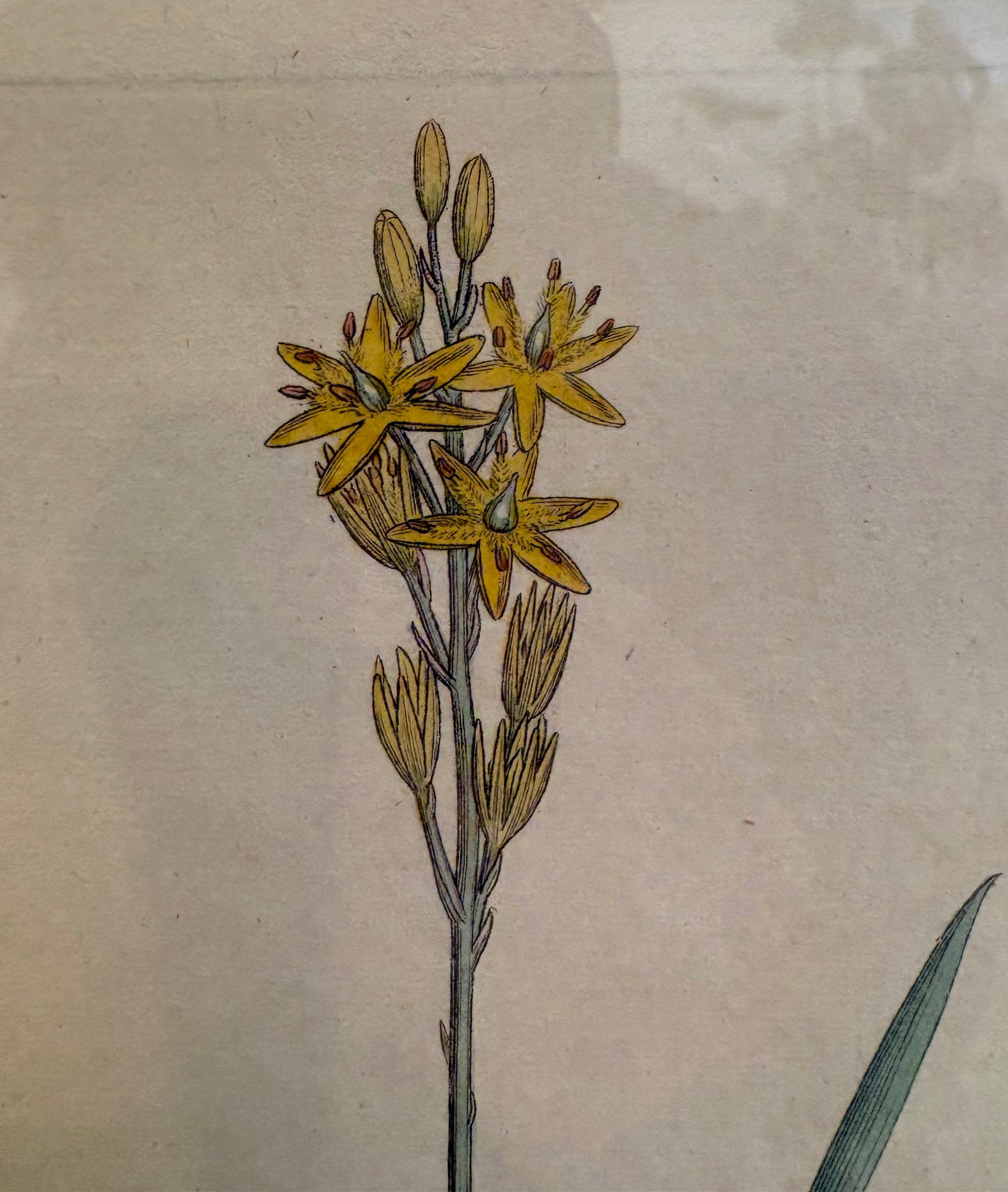 1799 antique botanical art engraving, hand painted, framed art, flower