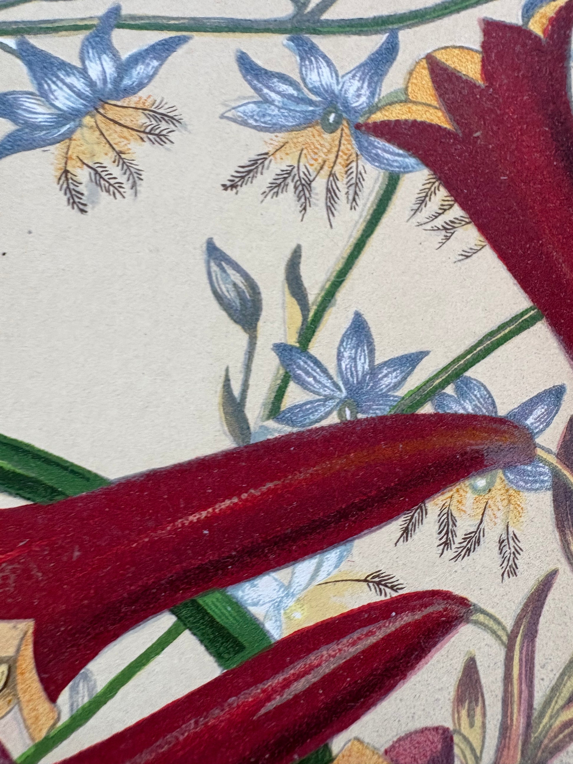 1891 Antique chromolithograph, Louisa A Meredith, Australian, botanical art, butterfly