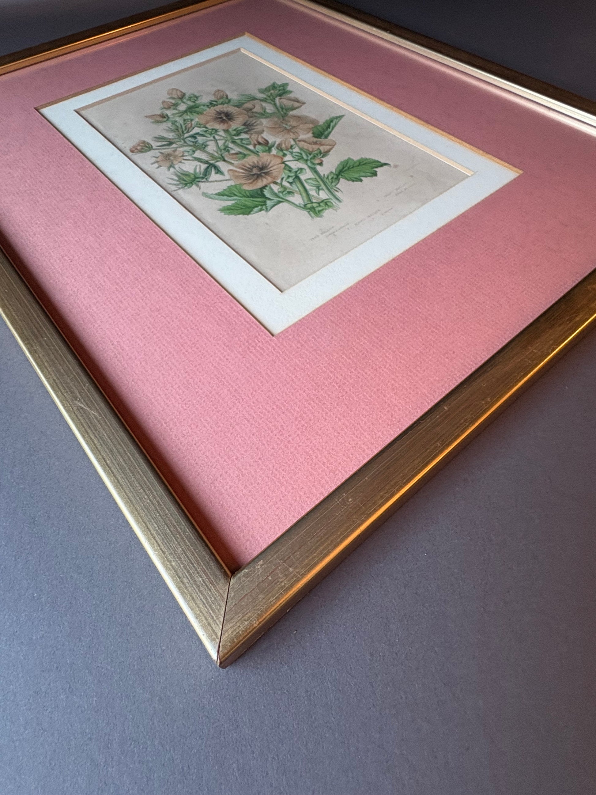 Antique wood engraving, hand coloured, pink flowers, framed botanical art