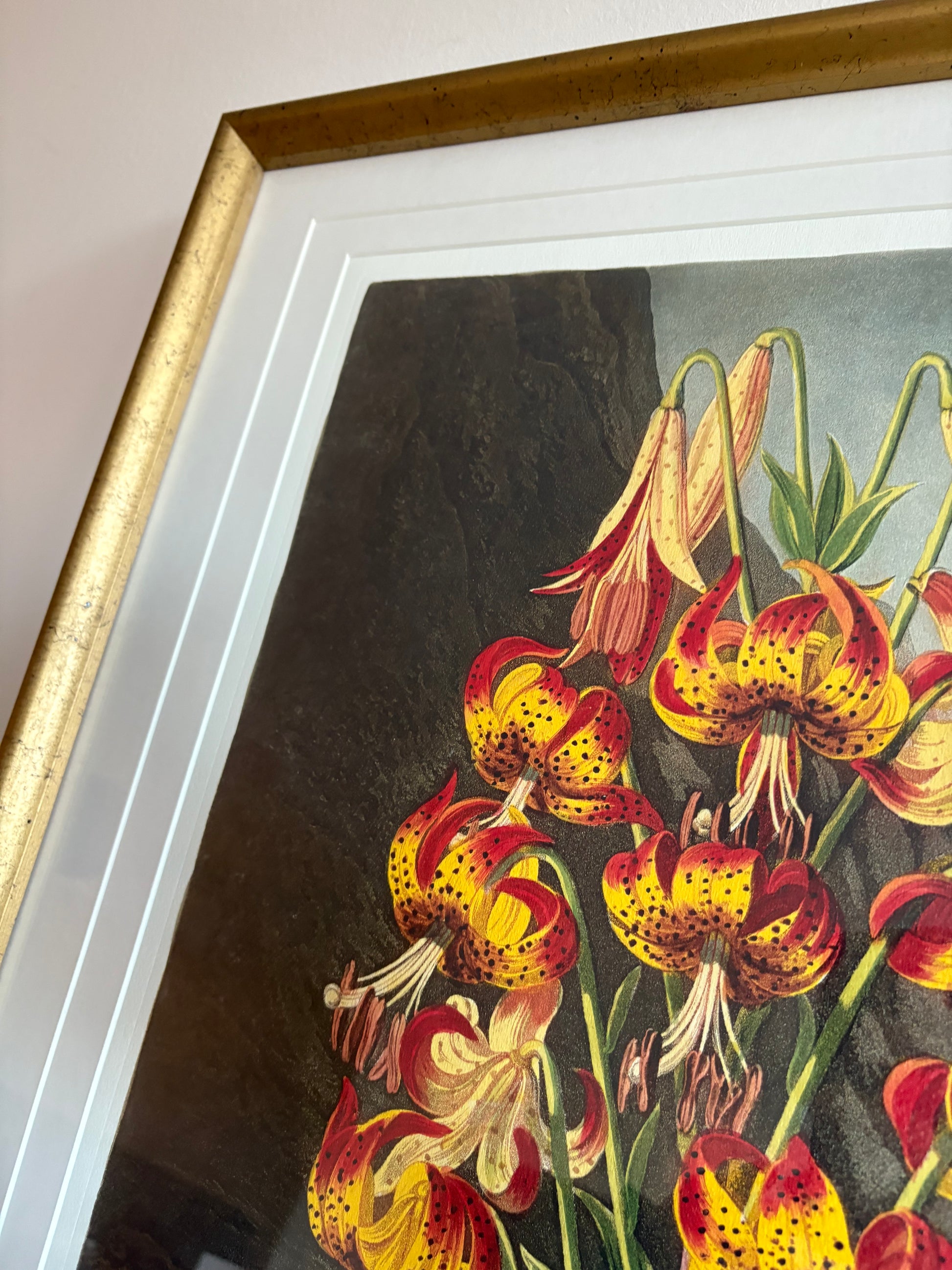 Framed large Lily print, Temple of Flora, Robert Thornton, quality framed art